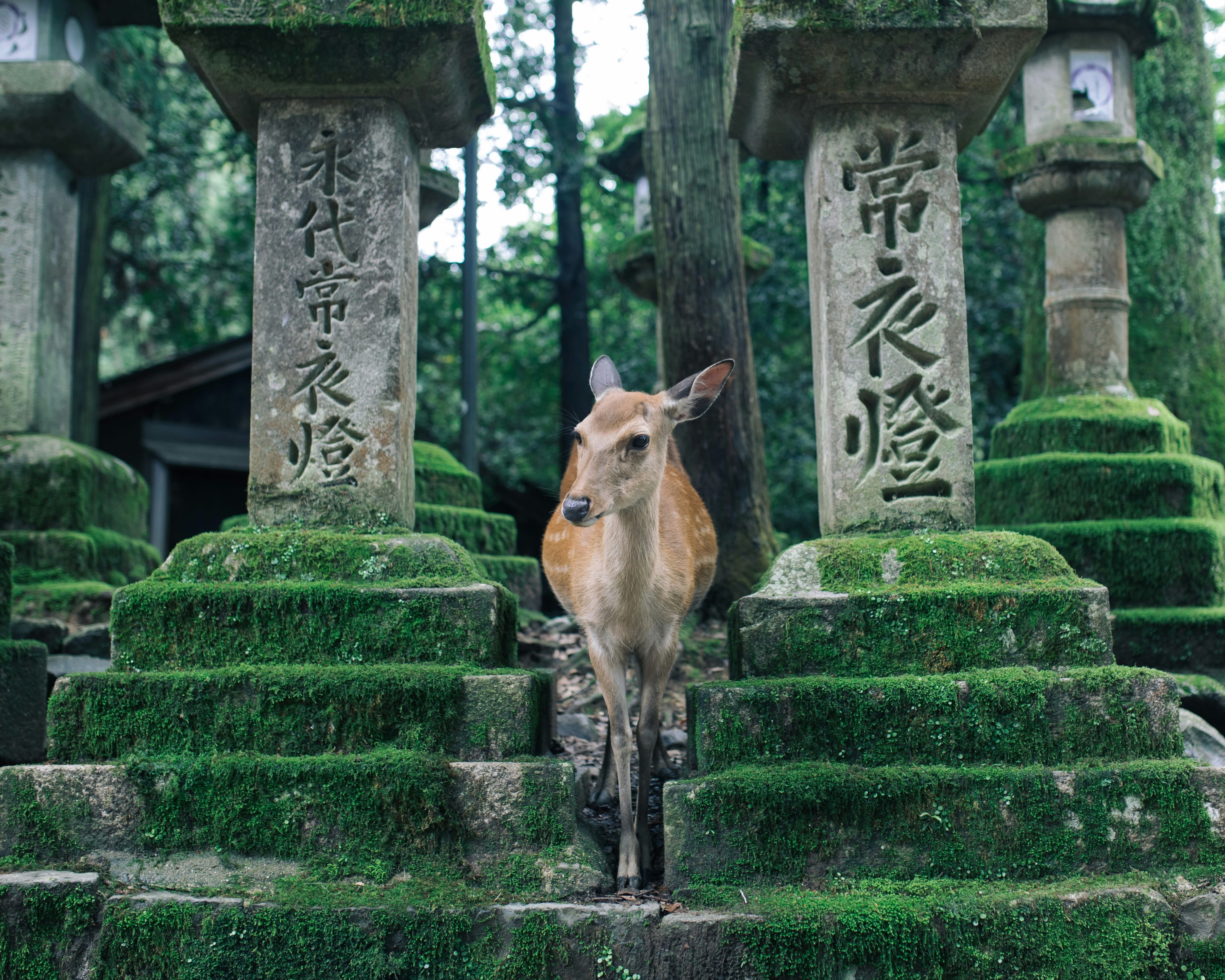 deer in between green moss covered stone pillars with Japanese characters carved in them among a forest
