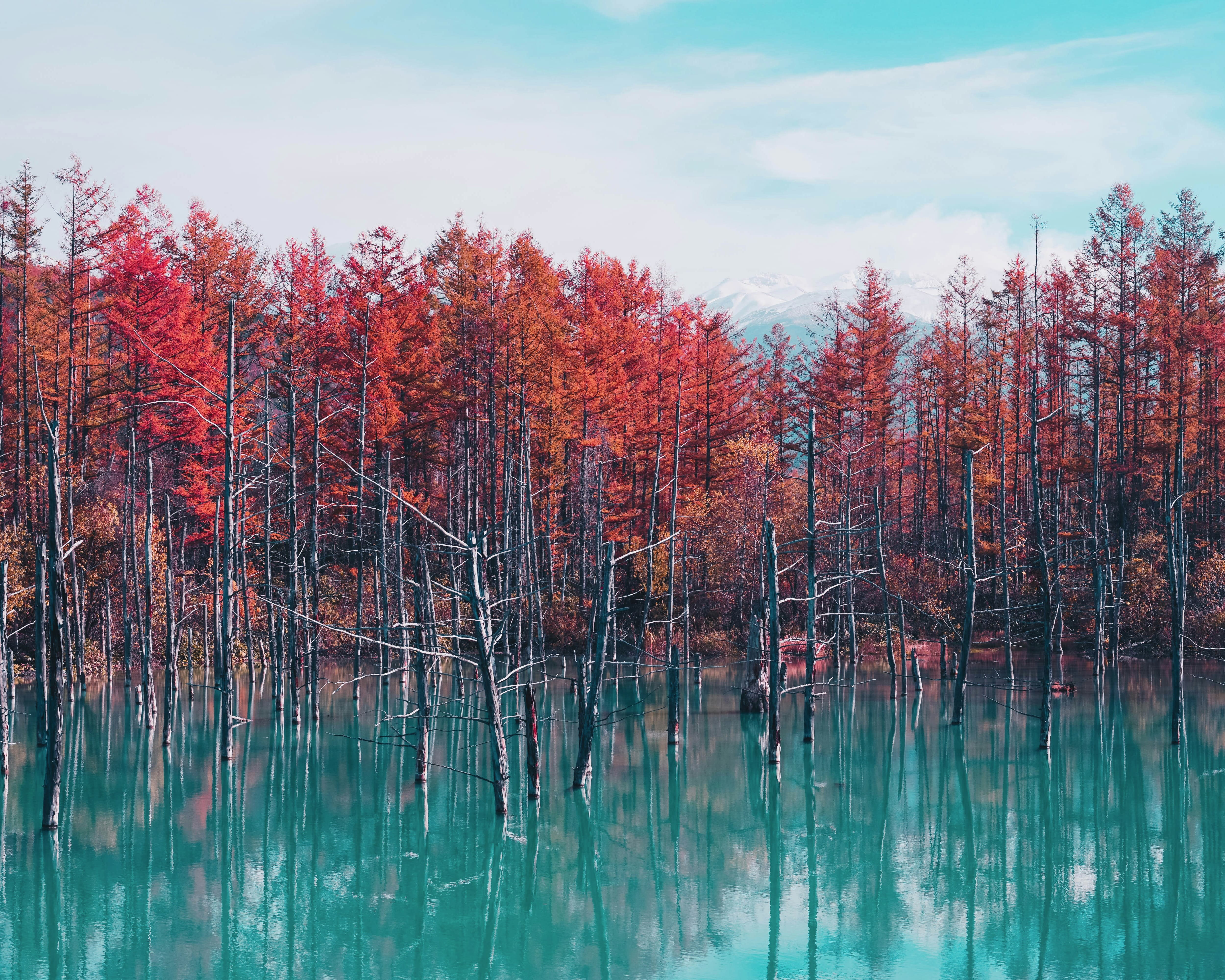 red leaves on thin trees next to a turquoise lake