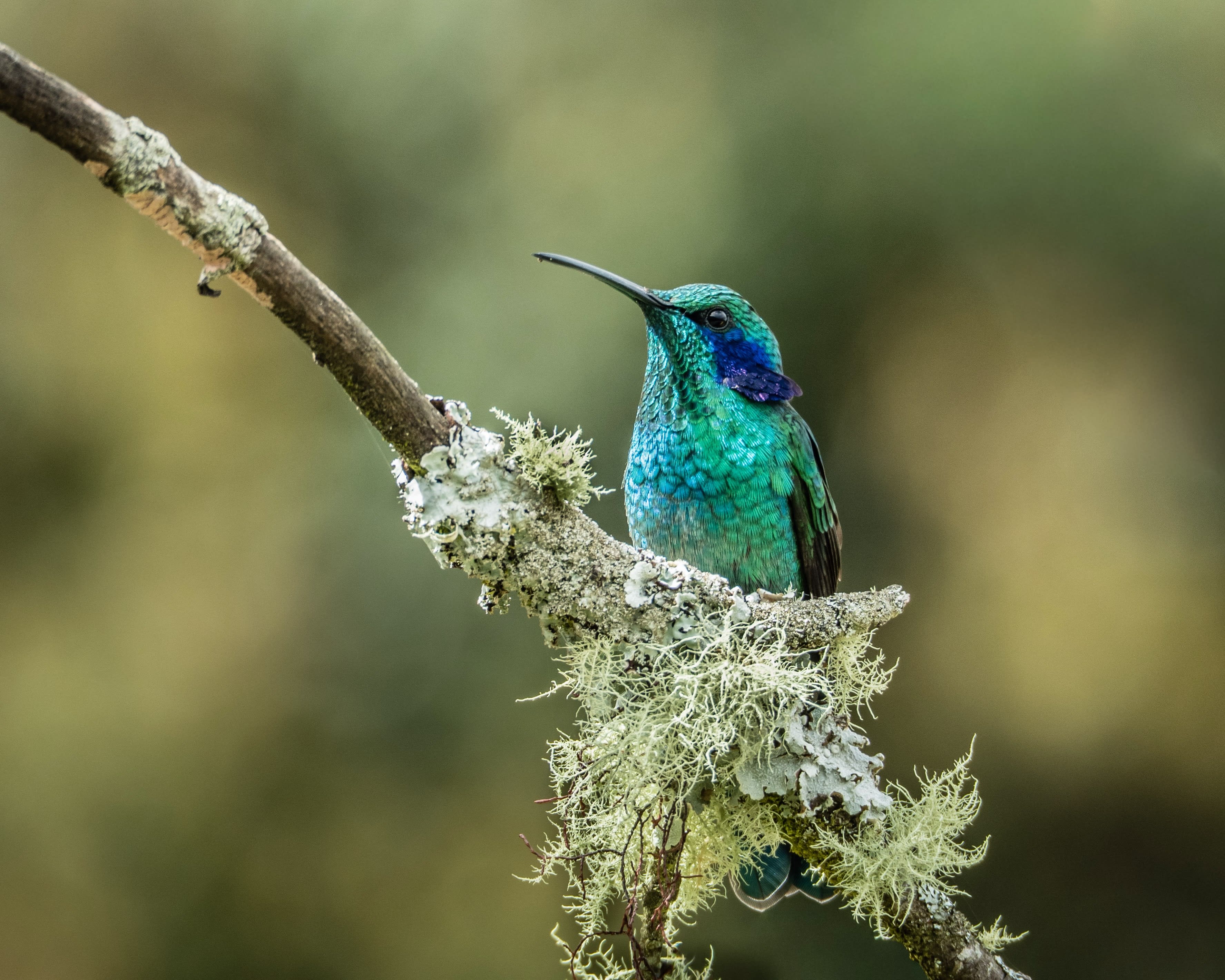 a blue bird sitting on a tree branch