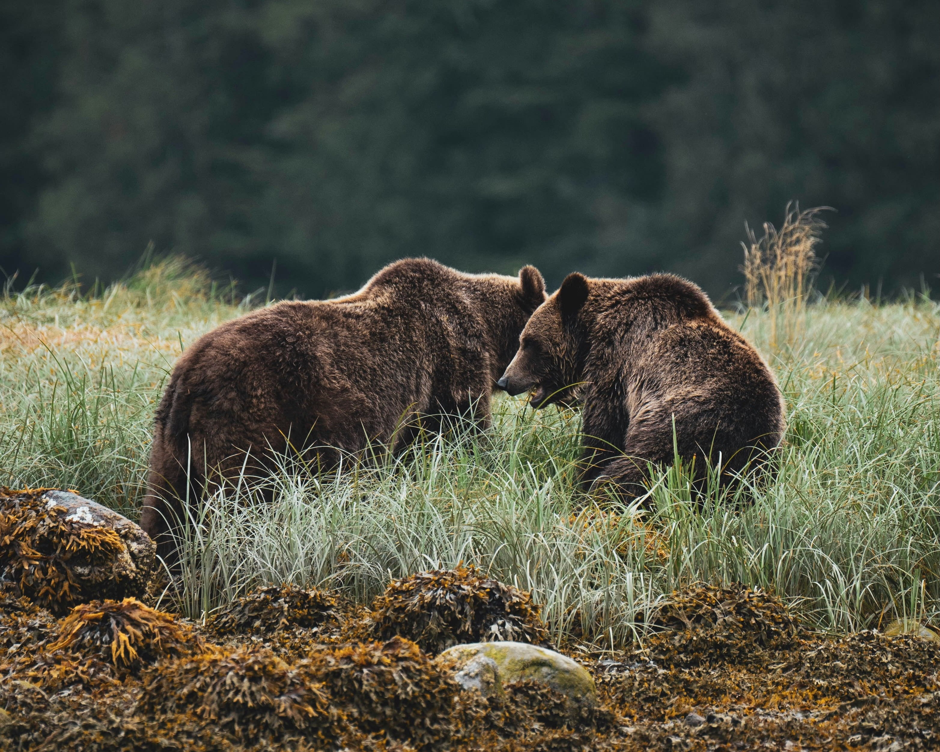 two grizzly bears interacting in a green meadow