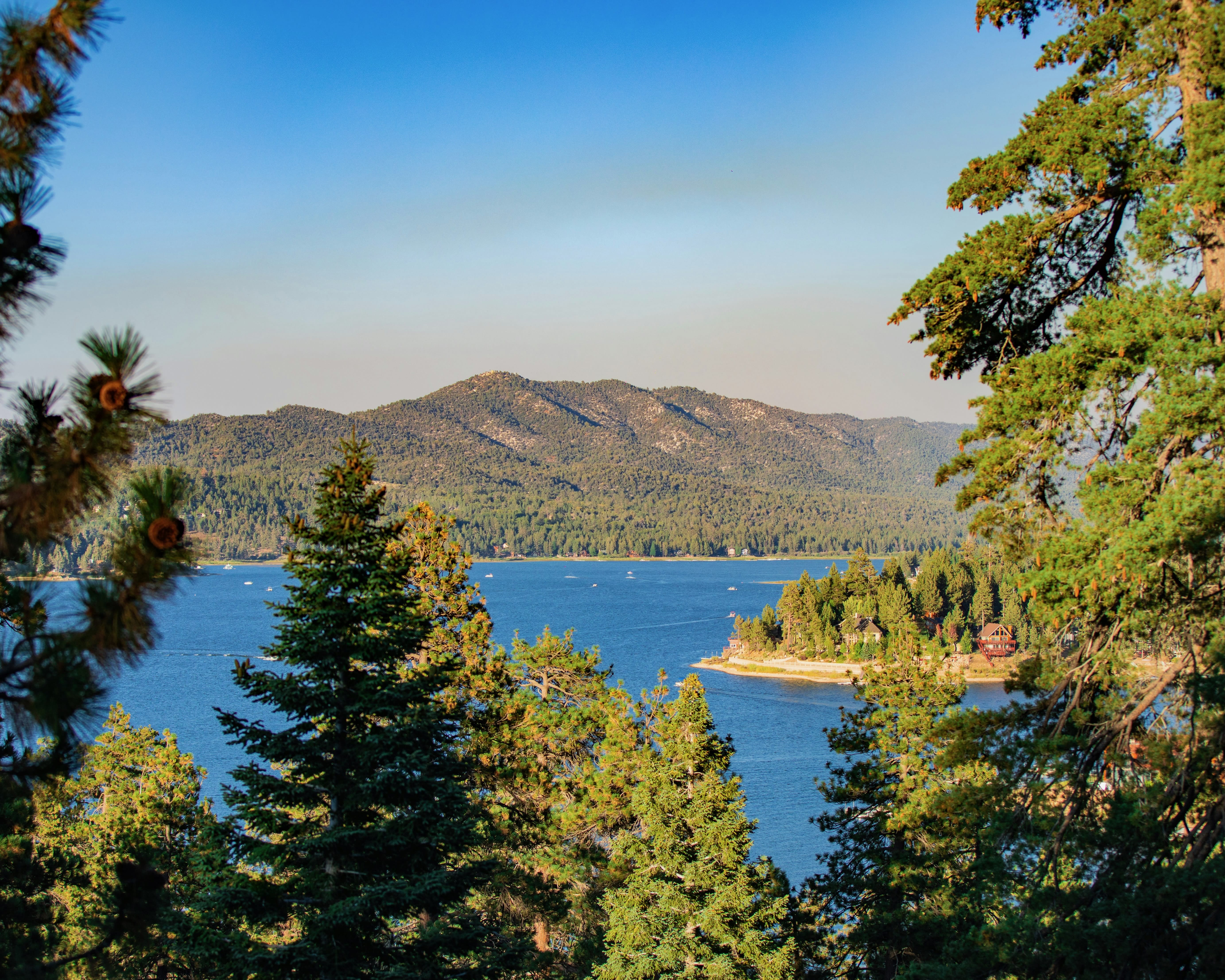 pine trees in front of a blue lake with mountains in the background