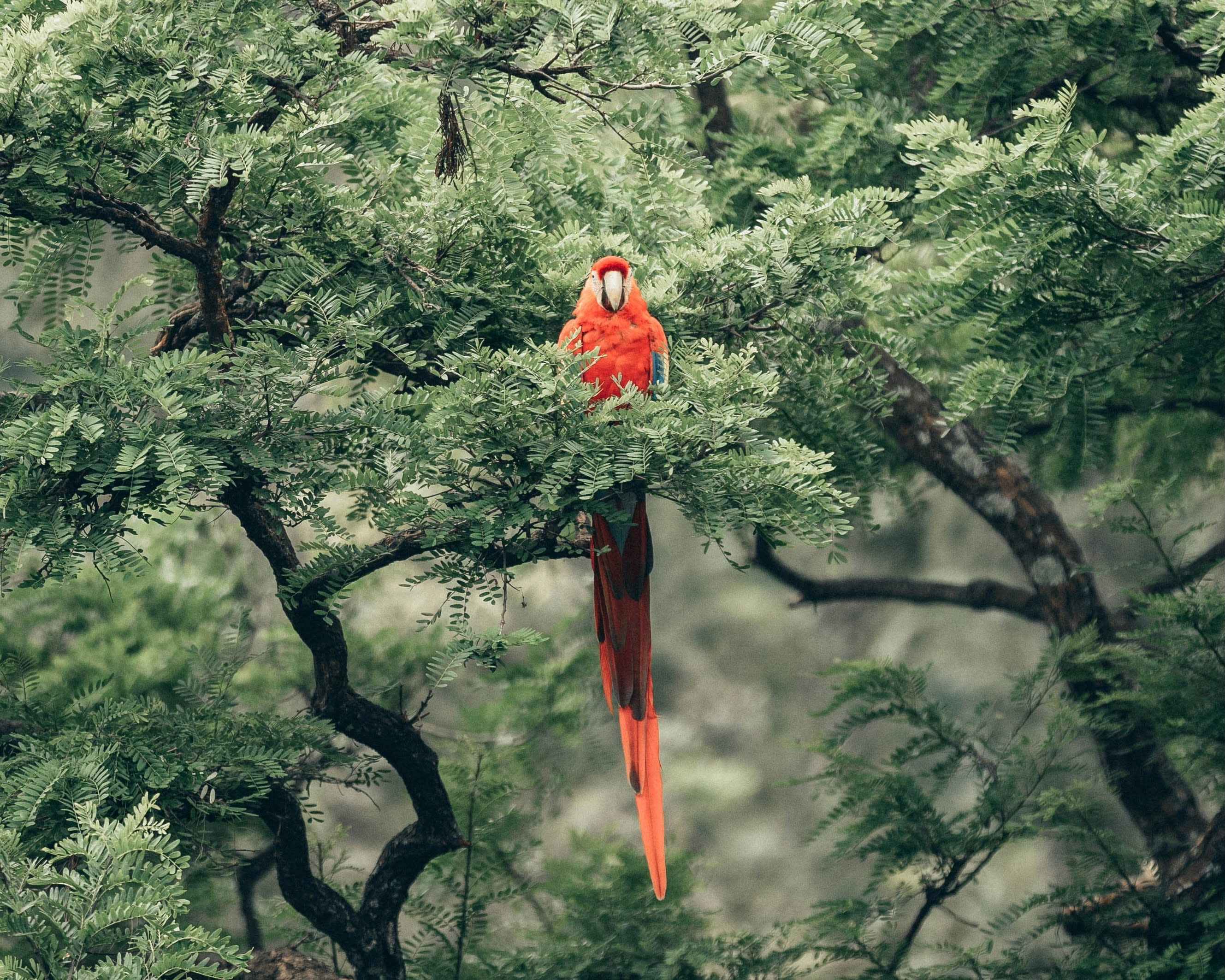 red parrot on a tree branch in the jungle