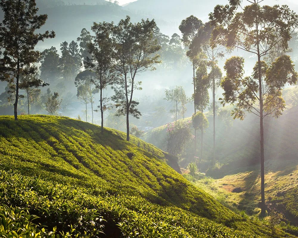 hillside tea trails in a misty morning light with trees