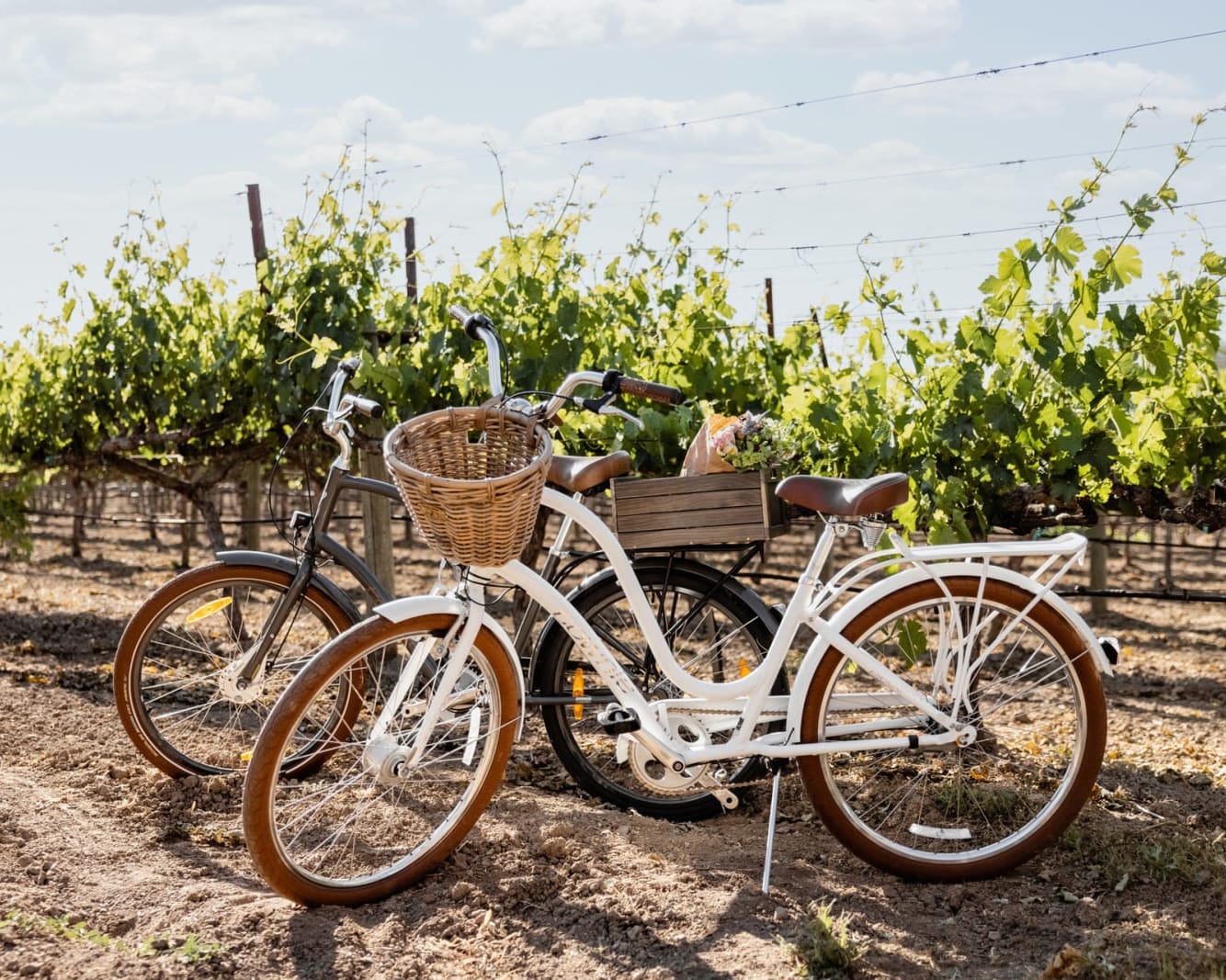 bicyles parked in between rows of grape vines during day