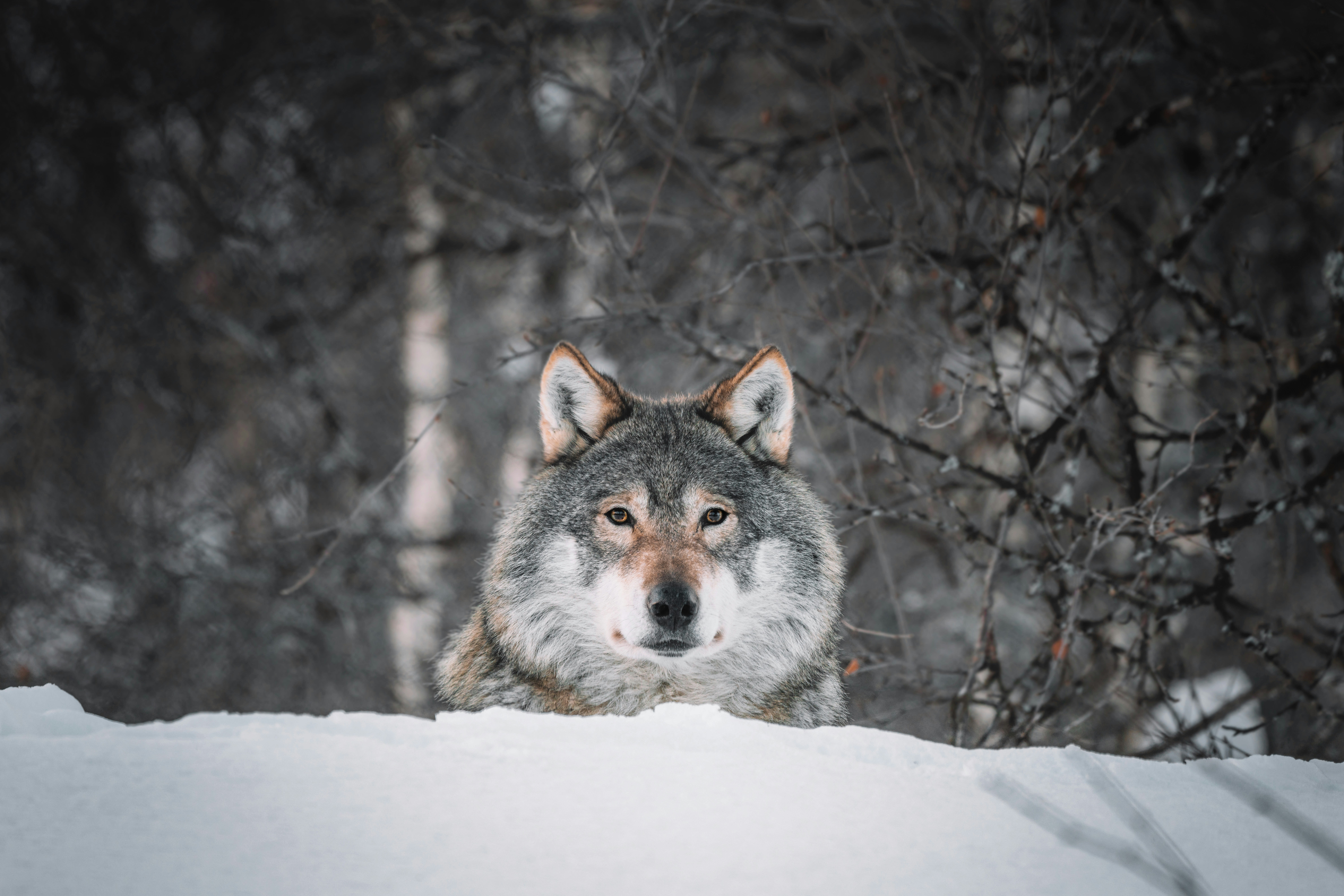A wolf looking out over a snowbank in Norway