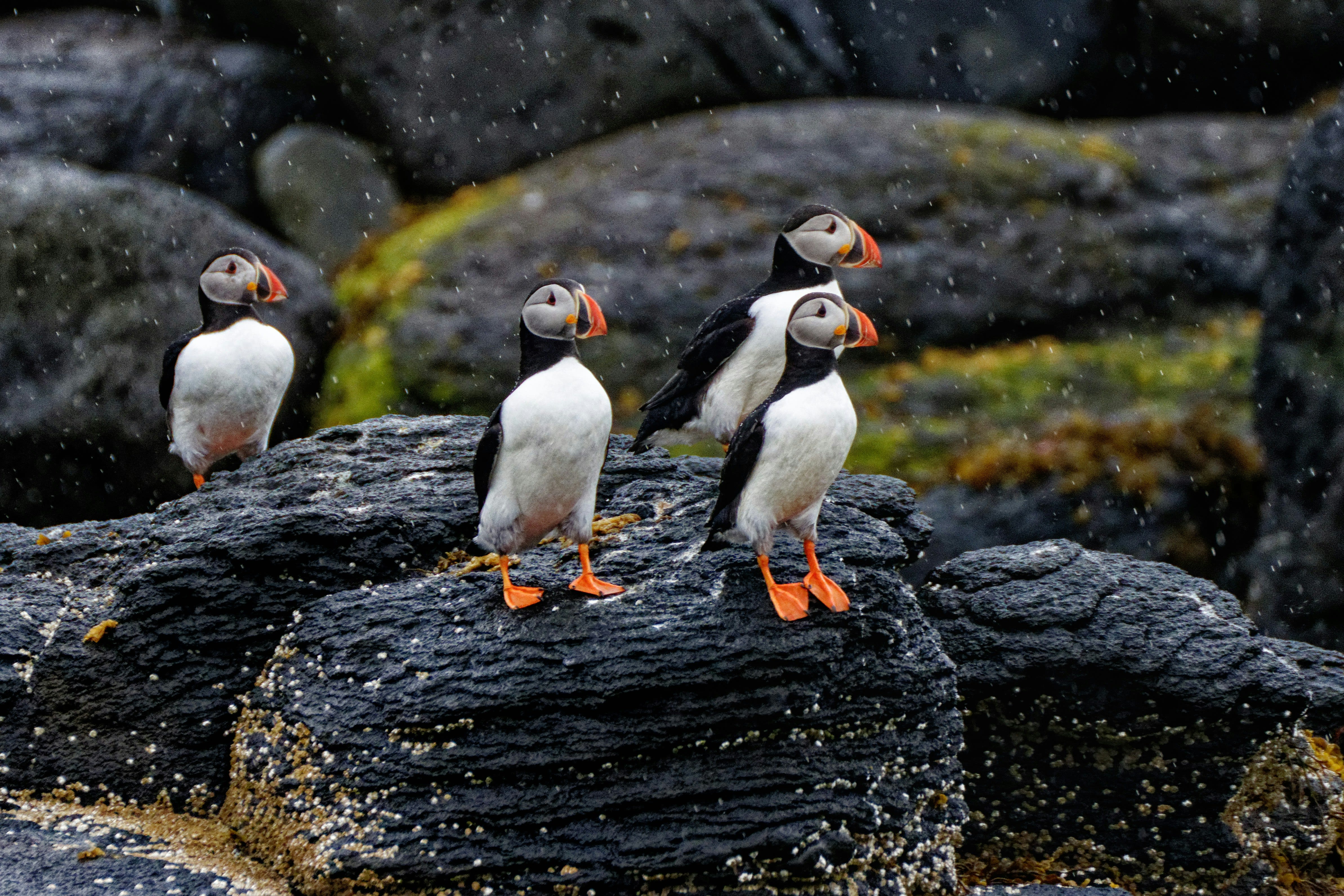 Four puffins standing on rocks in Iceland