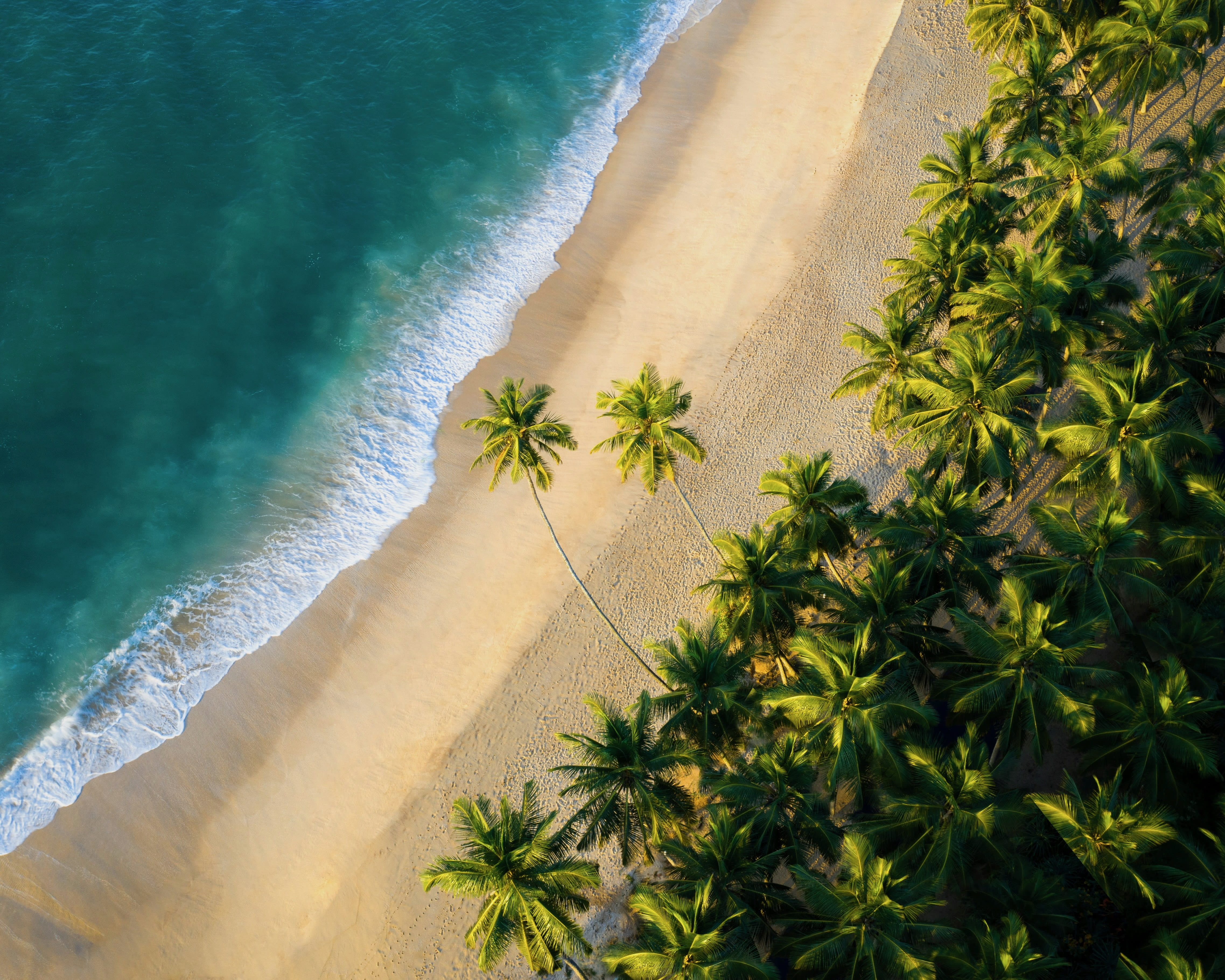 aerial of green palm strees lining a golden sand beach with turquoise ocean waves during day