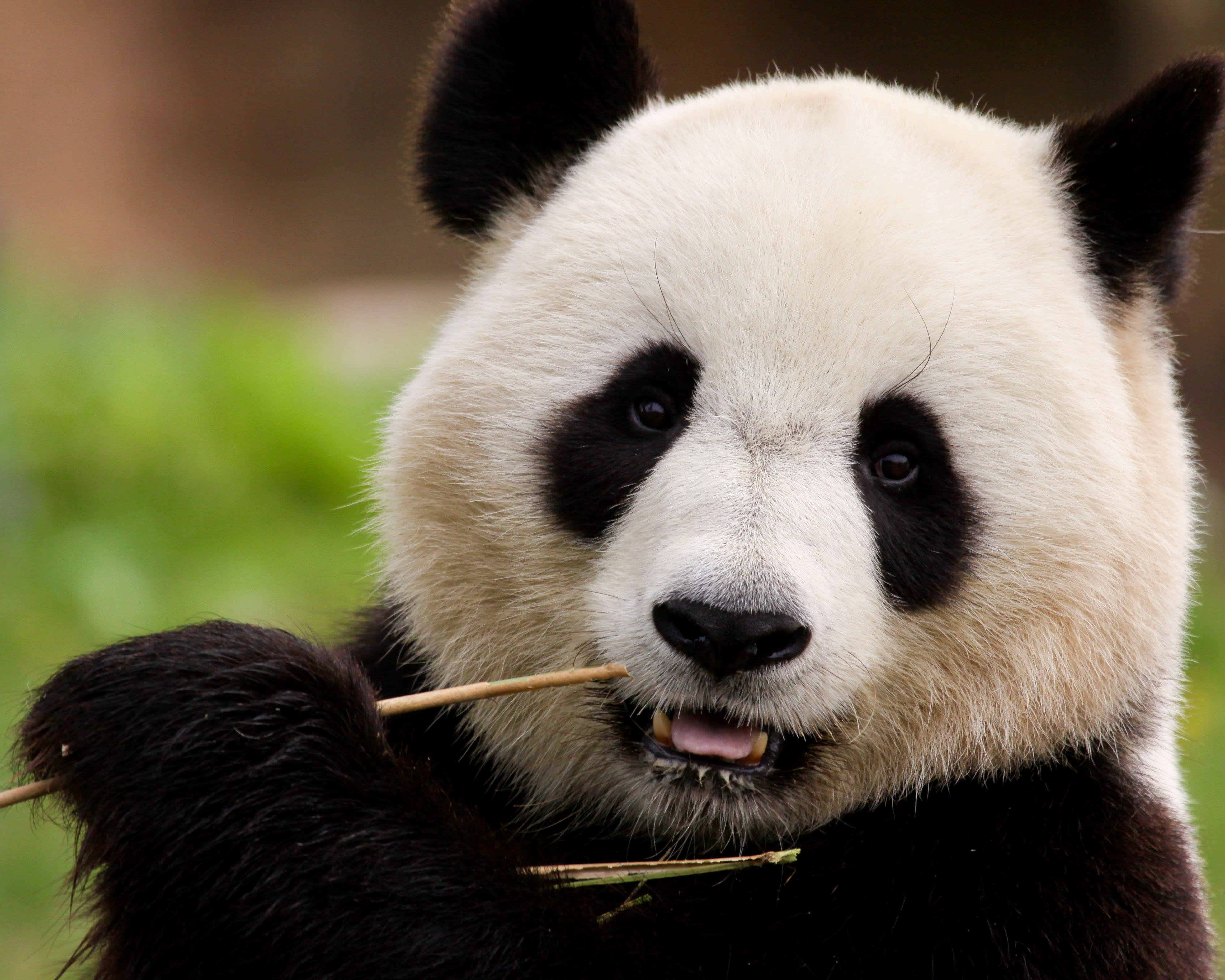 white and black panda staring at camera while eating bamboo