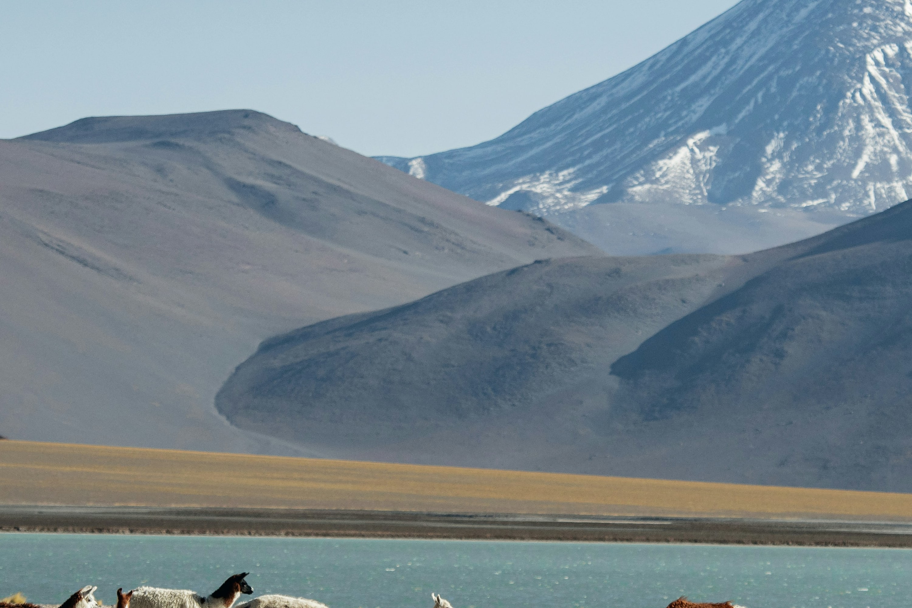 A few llamas graze in a field before an ice-blue lake and mountains