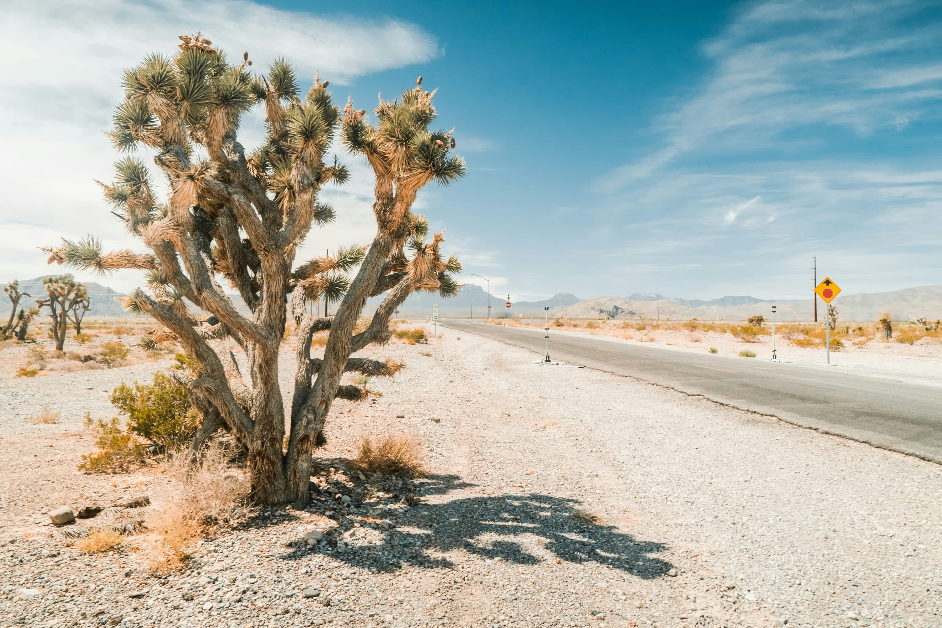A Joshua tree stands next to a beaten-up desert road