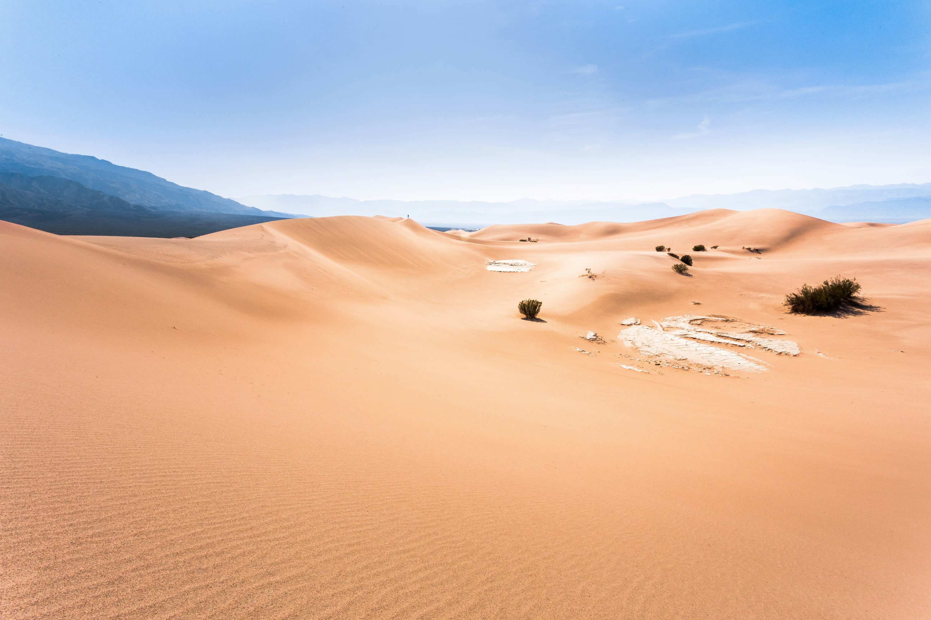 Vast sand dunes occasionally interrupted by desert vegetation