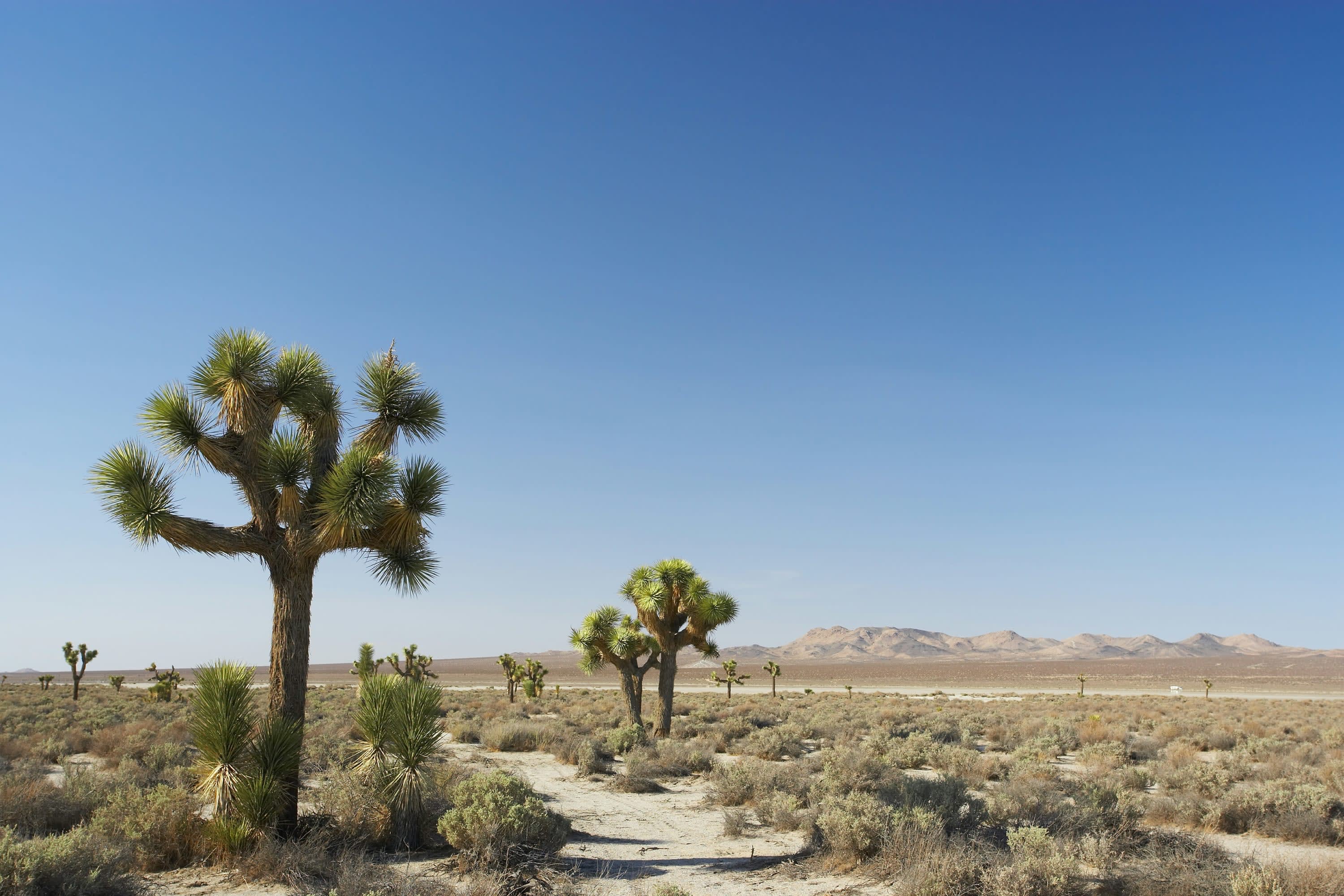 A handful of Joshua trees spread across a dry landscape with lots of desert brush