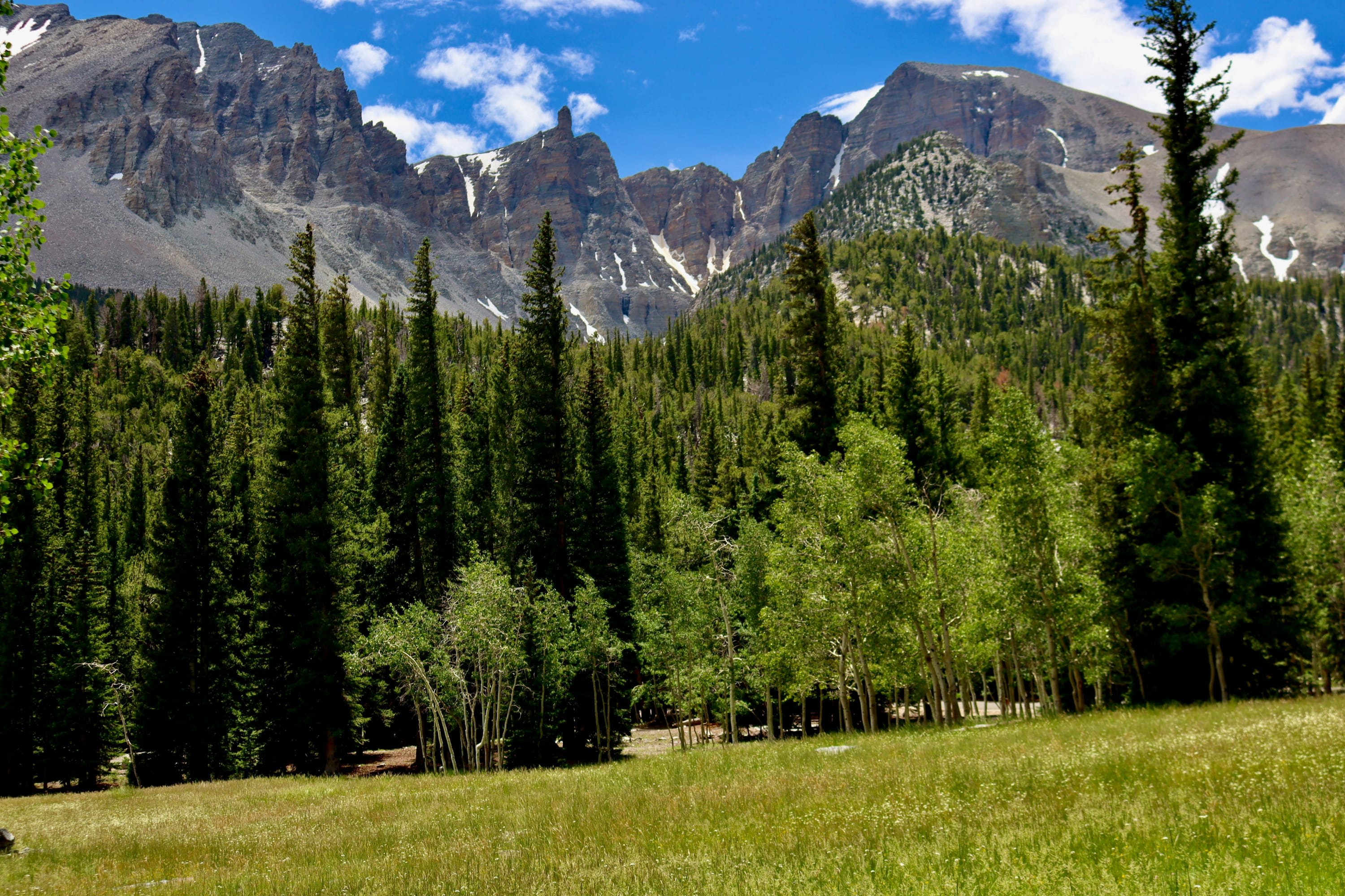Lush grass reaches up to thick, verdant forest with mountains in the distance
