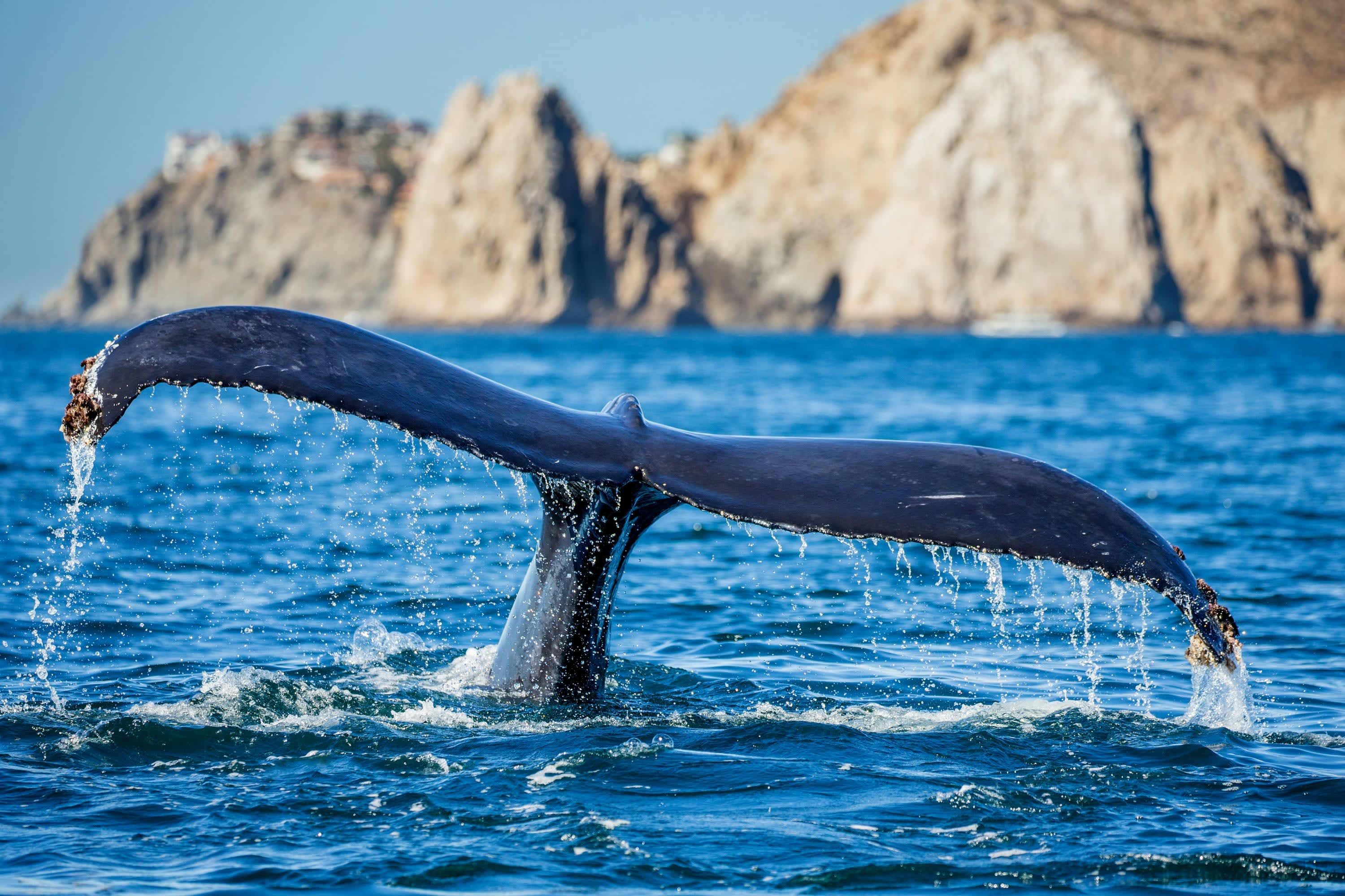 The tail of a humpback whale breaching in the waters of Cabo San Lucas