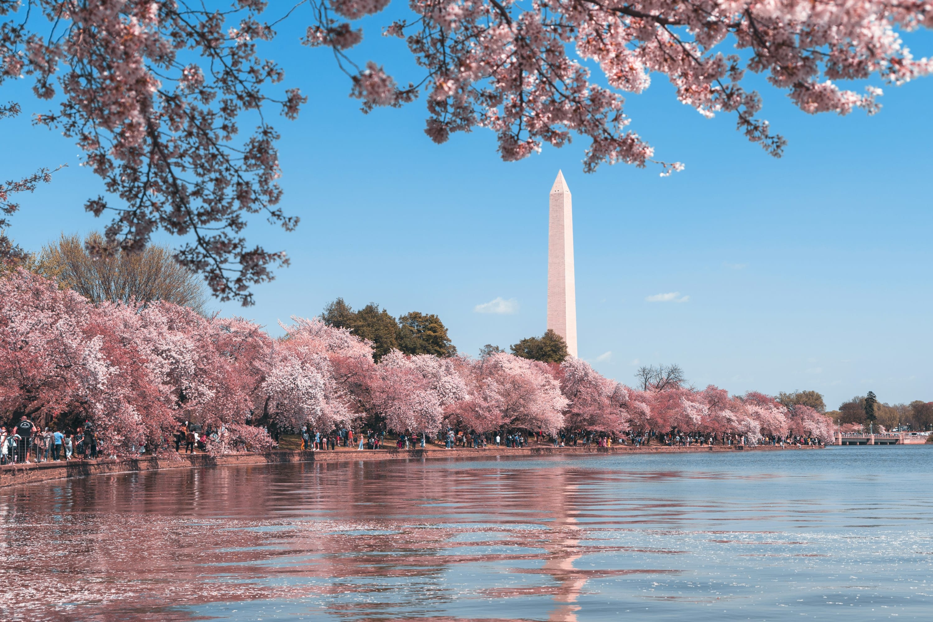 The base of the Washington Monument is obscured by the pink flowers of cherry blossom trees lining a lake