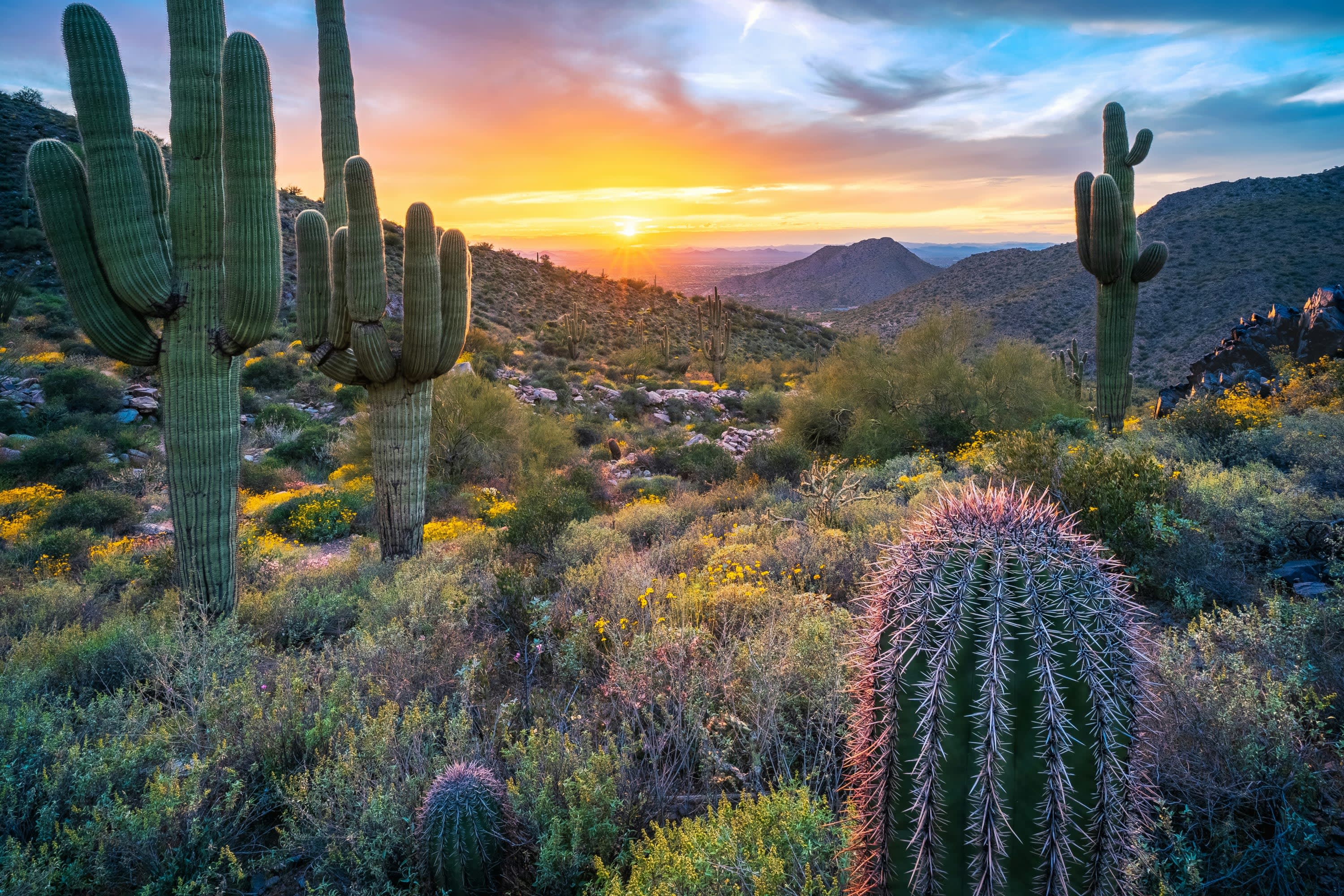 Sunset: Elevated view from a peak in the McDowell Mountain Range with cacti and lush desert vegetation partially framing the picture