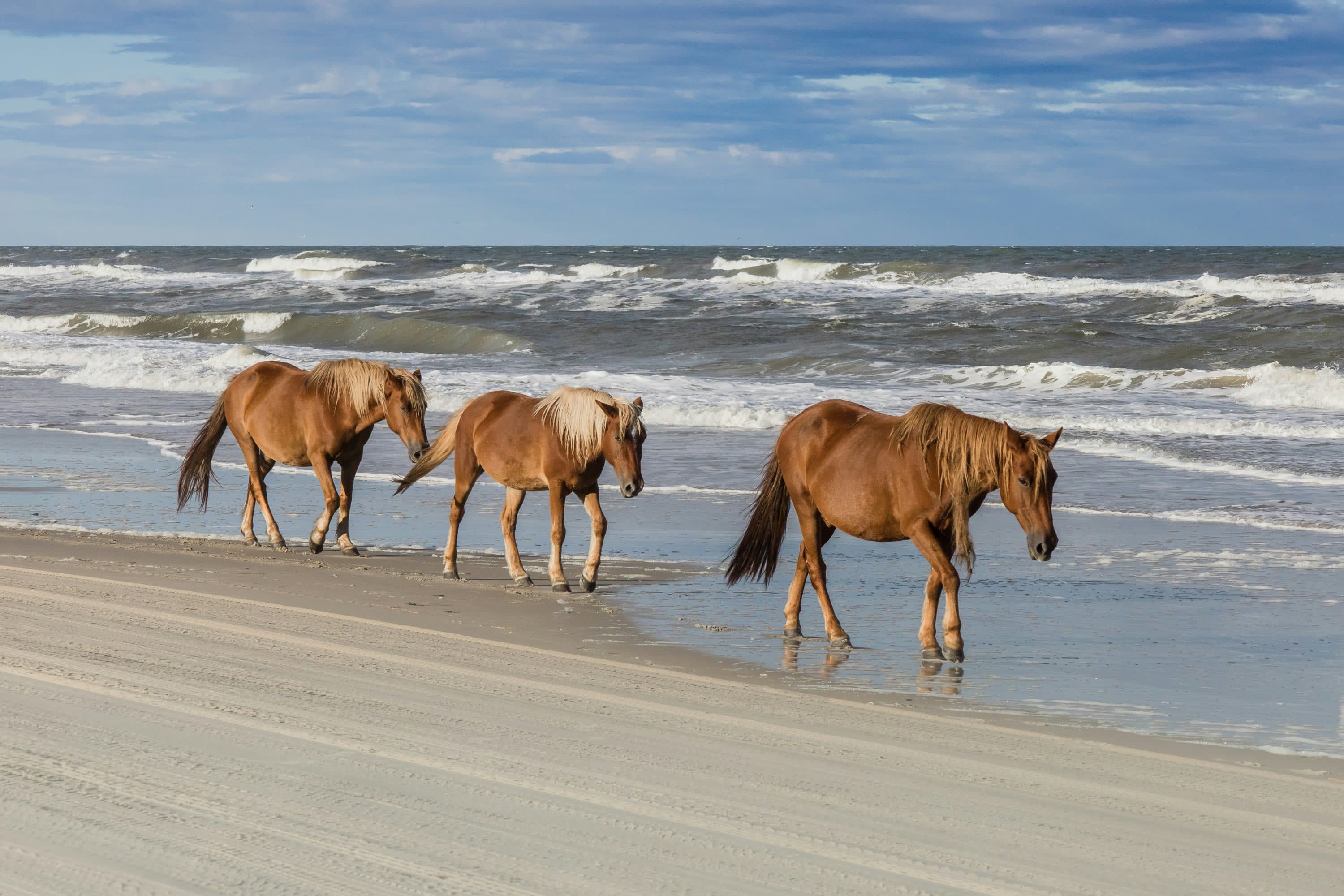 A trio of wild horses stroll along an otherwise empty sandy beach in the Outer Banks