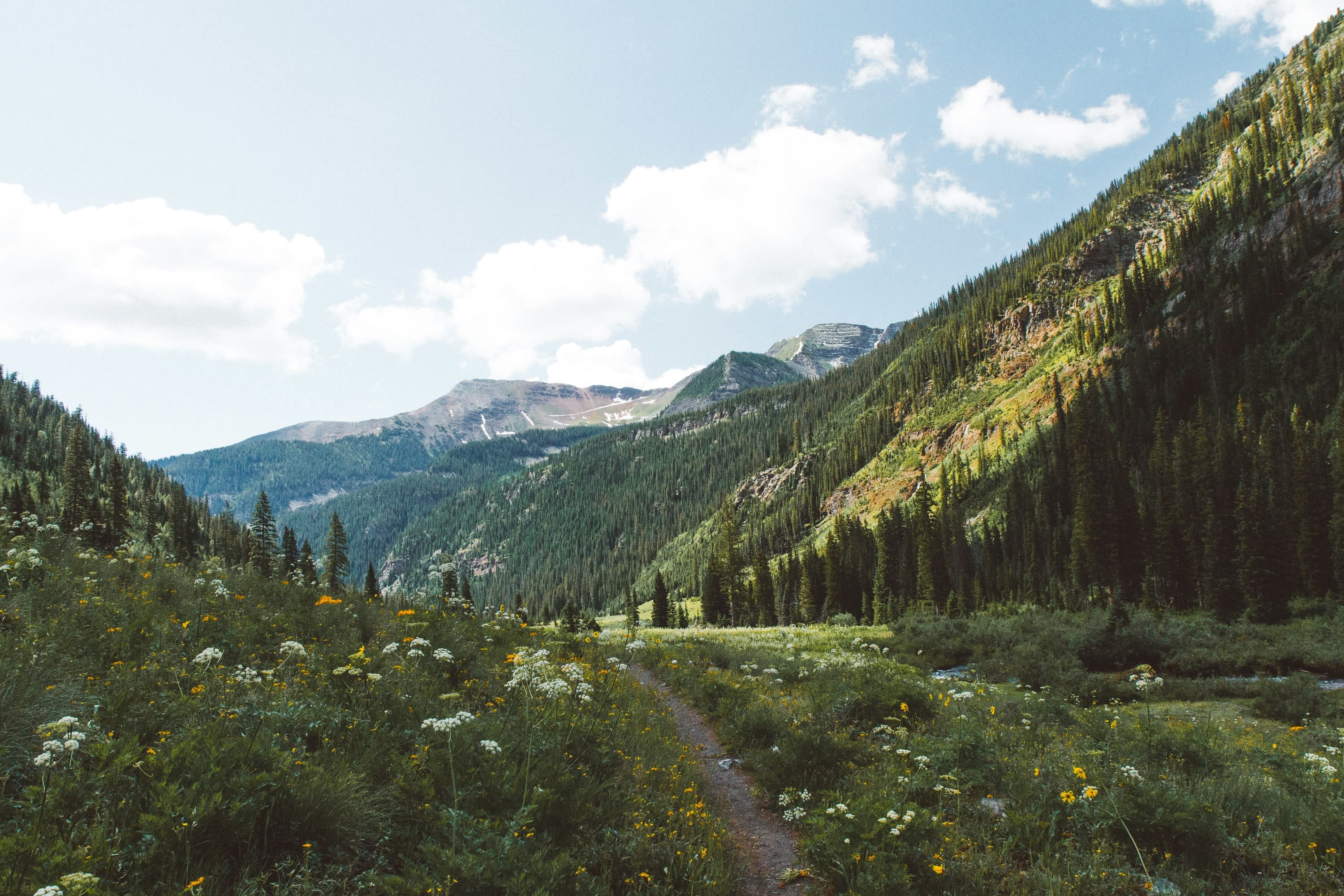 Verdant Colorado valley with blooming wildflowers, tall pines a few paces from the trail and majestic peaks in the distance
