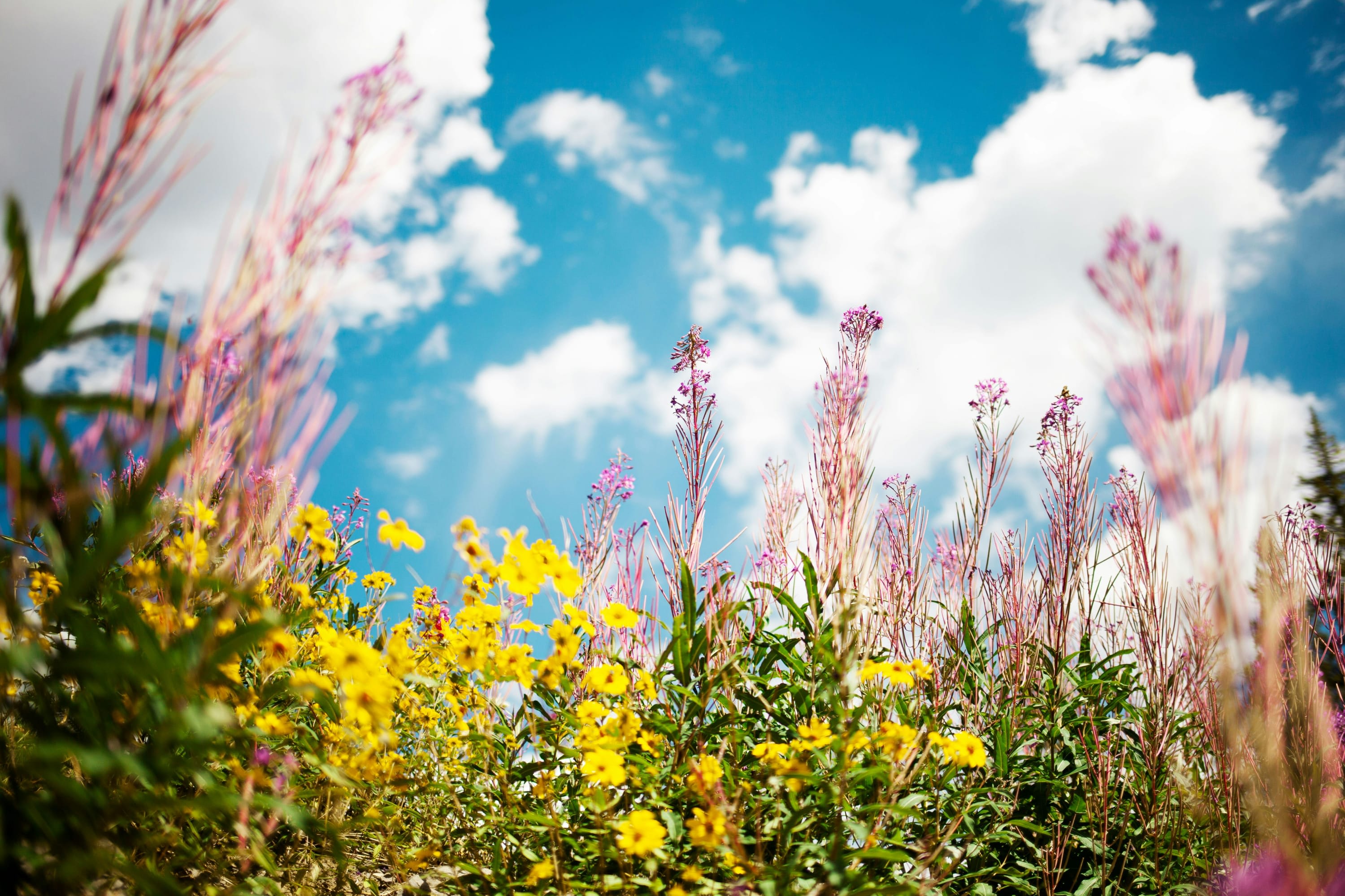 An assortment of blooming yellow, purple and pink flowers with a blue sky above