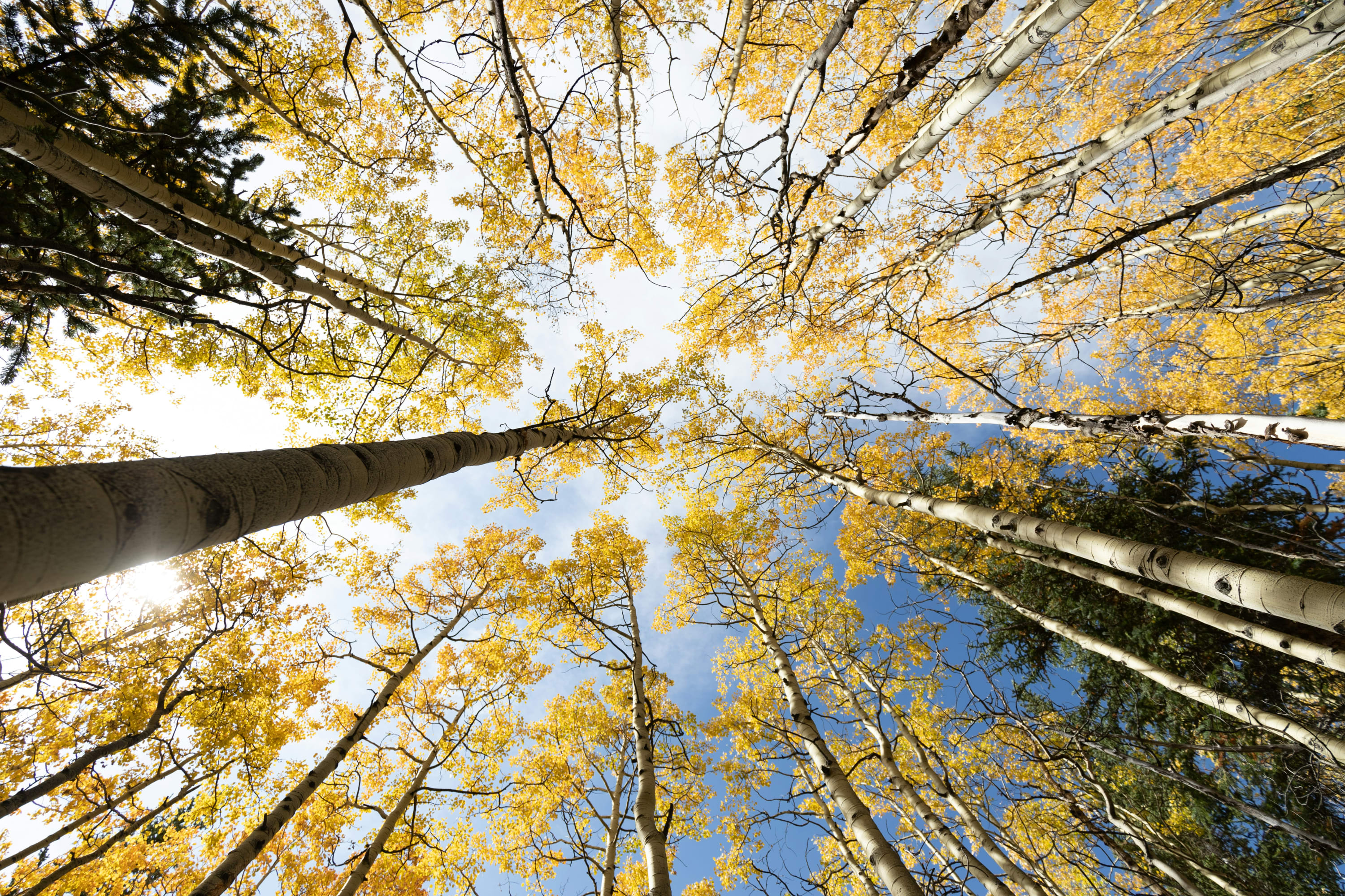 A ground-up view of birch trees with golden leaves and a blue sky above. The casts a small glare