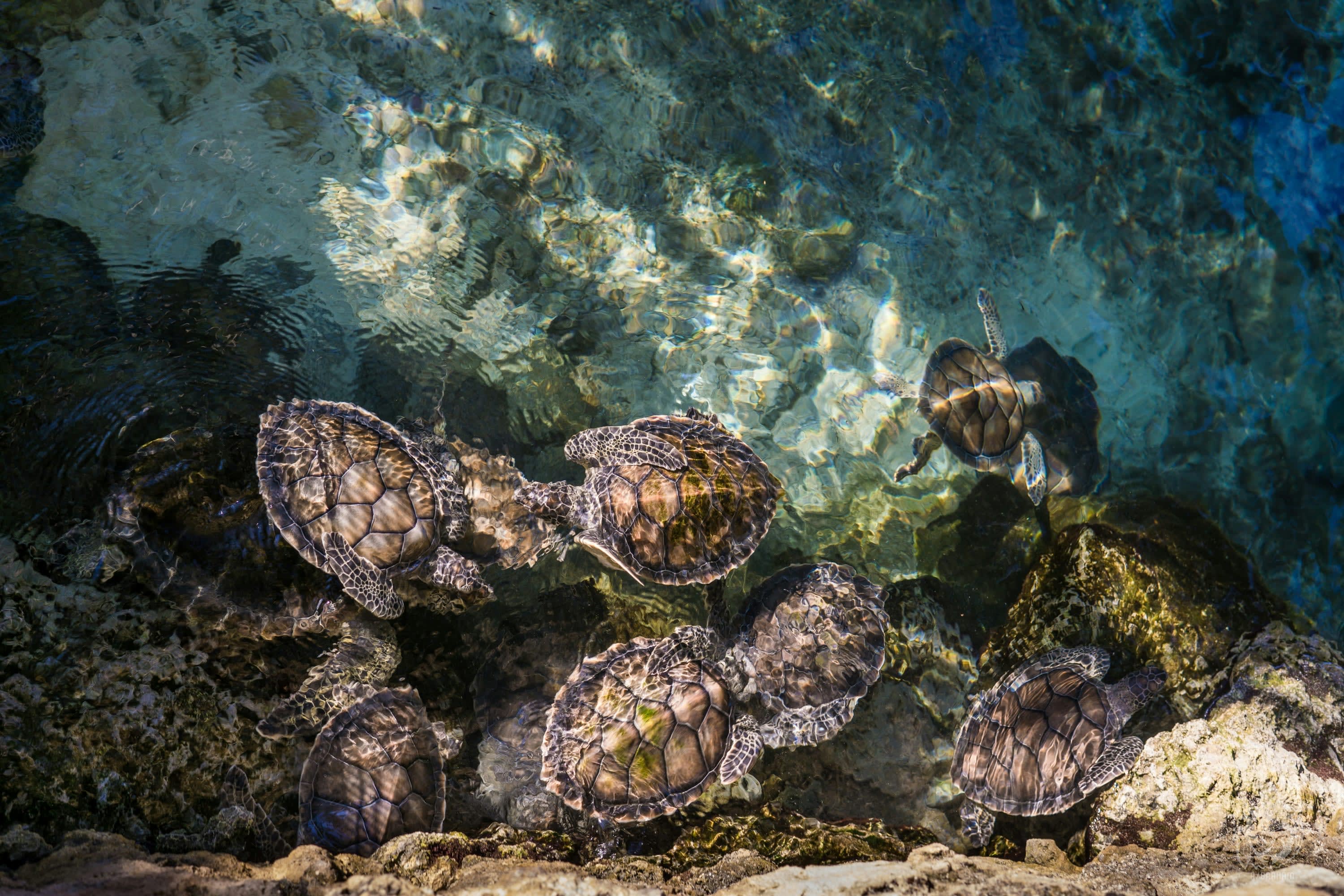 At least half a dozen turtles swim just feet away from the camera on a rocky beach somewhere in Riviera Maya