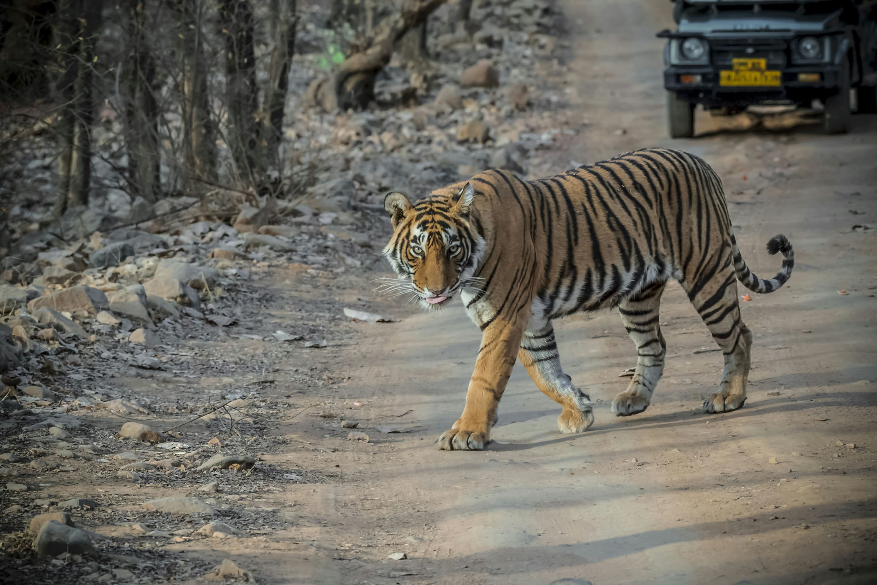 A tiger casually walks across a road in Ranthambore National Park with a safari 4x4 some ways behind it
