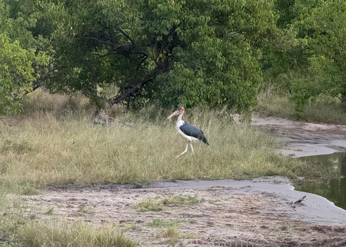 a white-and-gray stork stands in the grasses of Africa