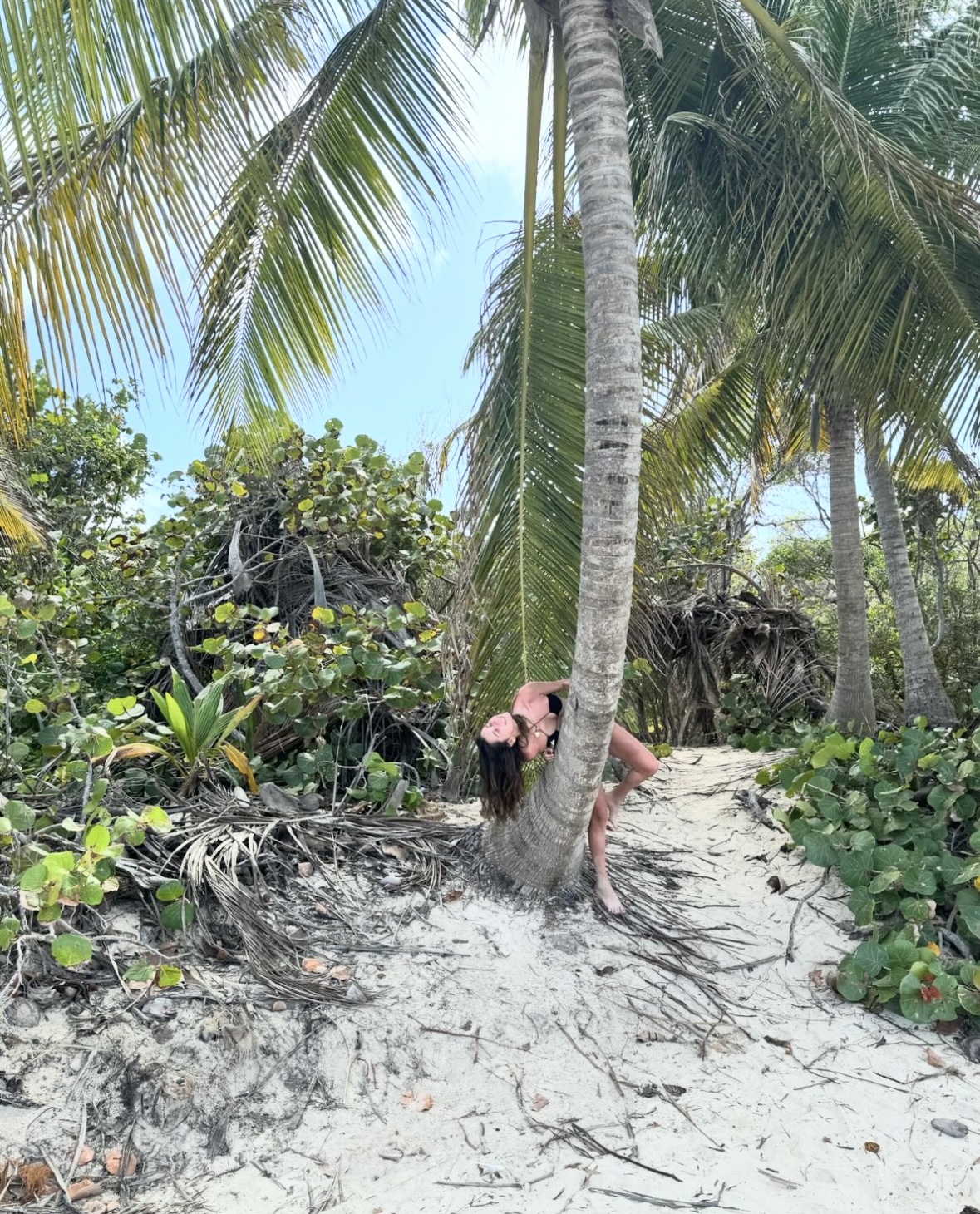 Palm tree on the beach.