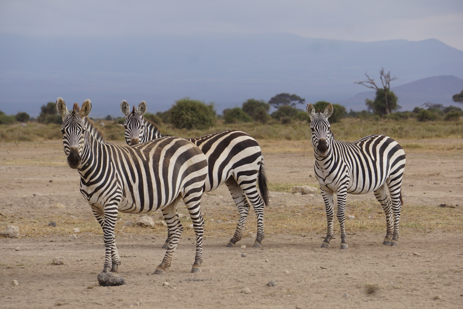 Zebras in a field.