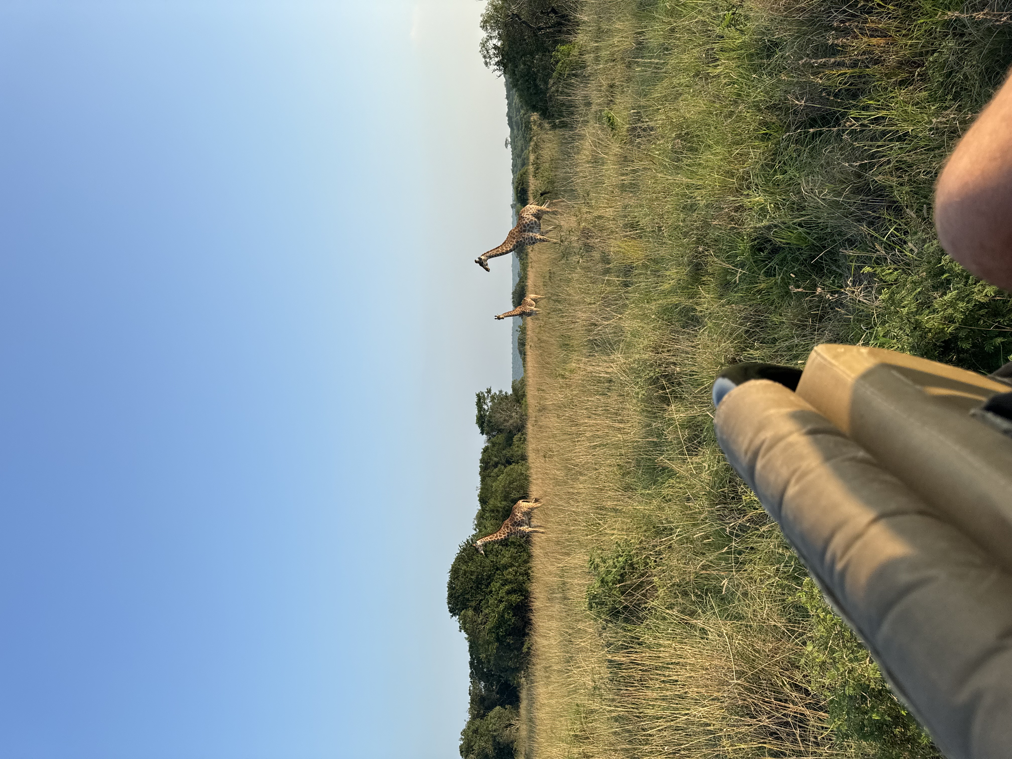 A view of giraffes in the wild on a safari on a sunny day.