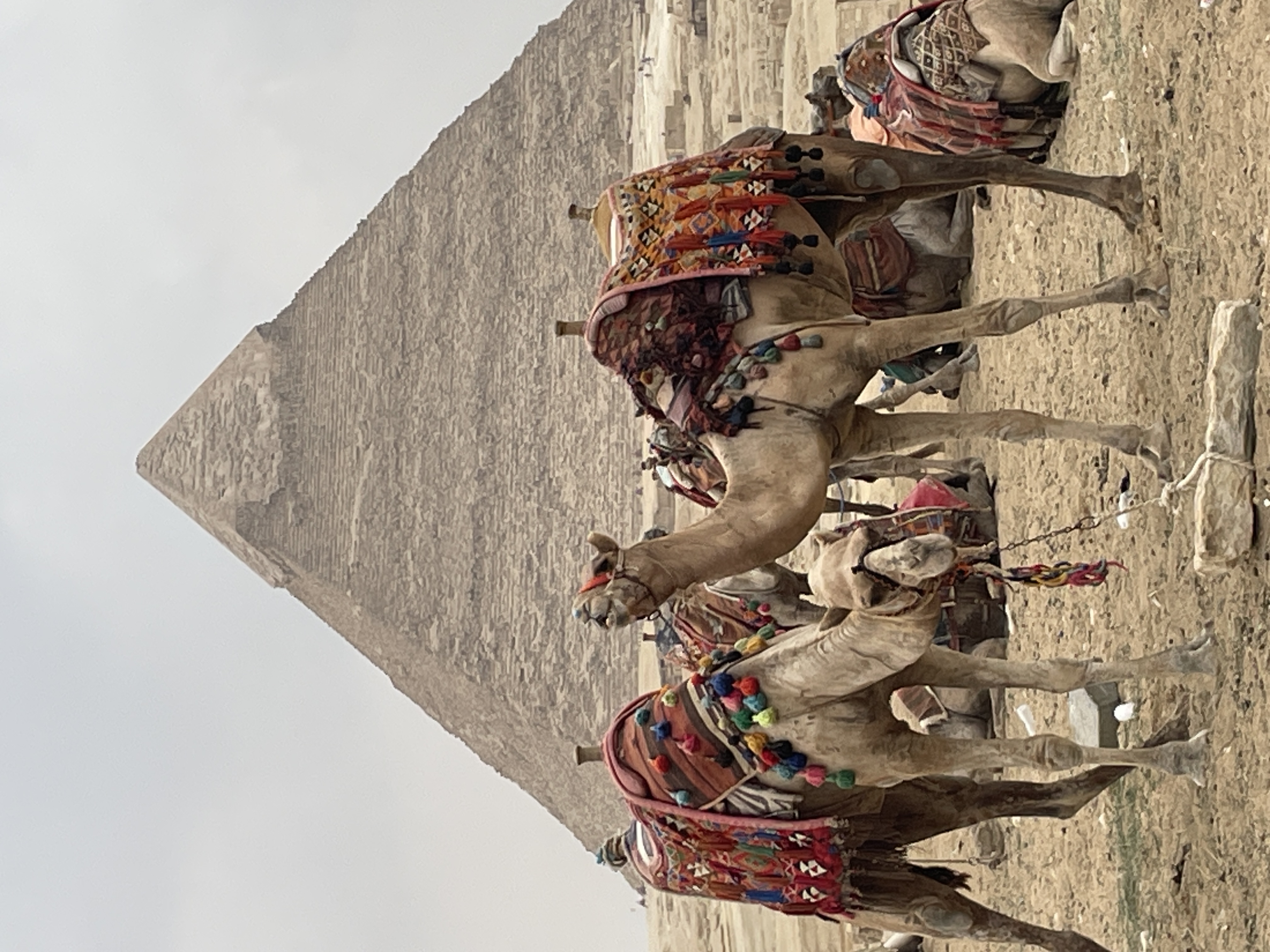 A view of camels with a mountain scape in the distance.