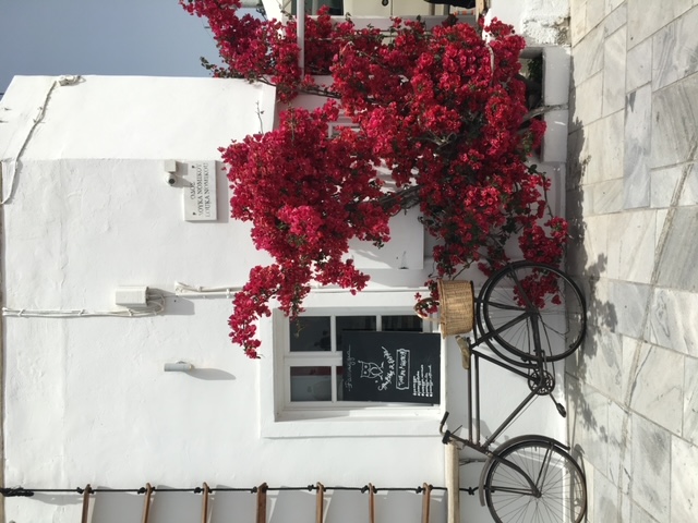 Striking pink flowers contrasting with the white architecture of Santorini.