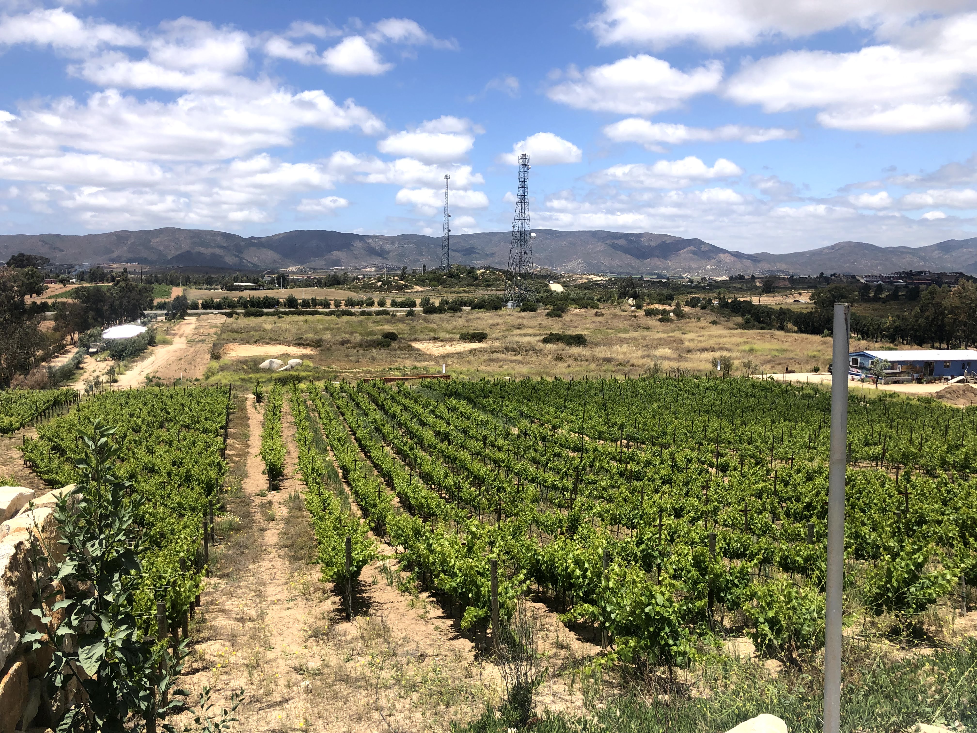 A view of a vineyard