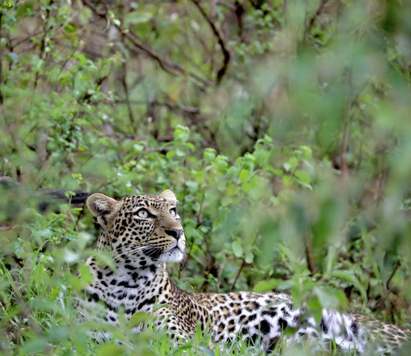 A cheetah sitting in a forest surrounded by green foliage.
