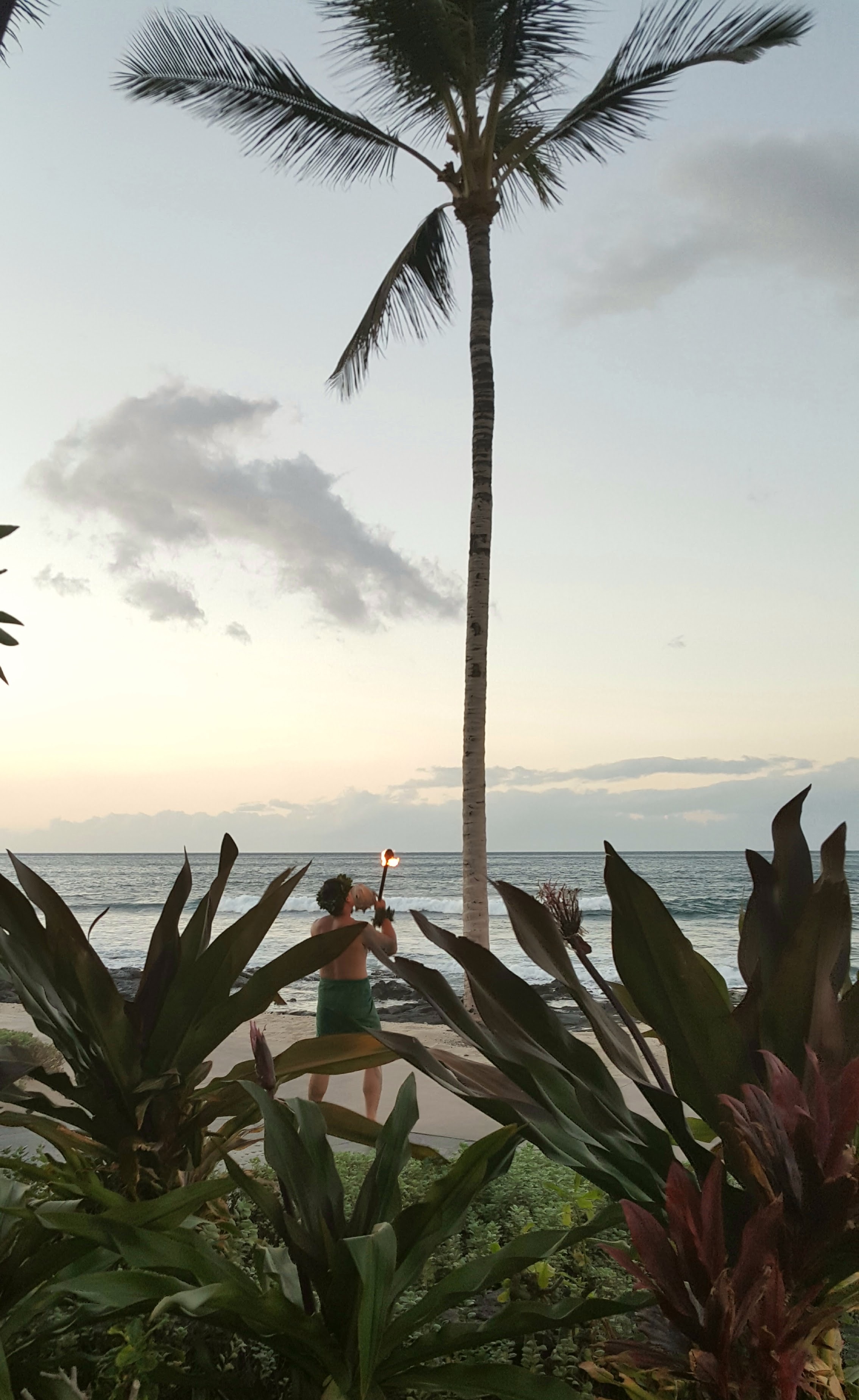 View of a singular thin palm tree on the beach at sunset