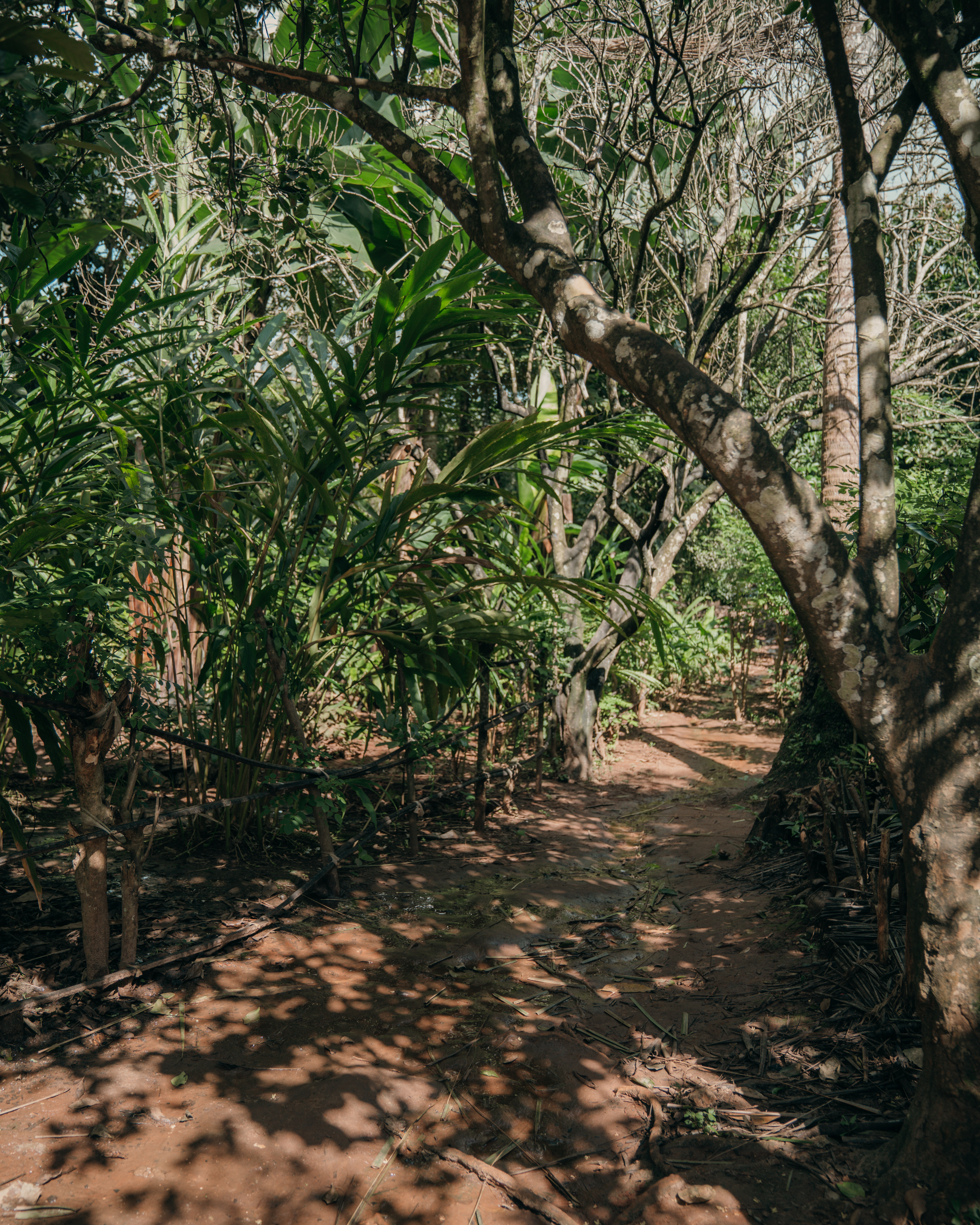 A dirt hiking path winds through a stand of tropical trees in the dappled sunlight.