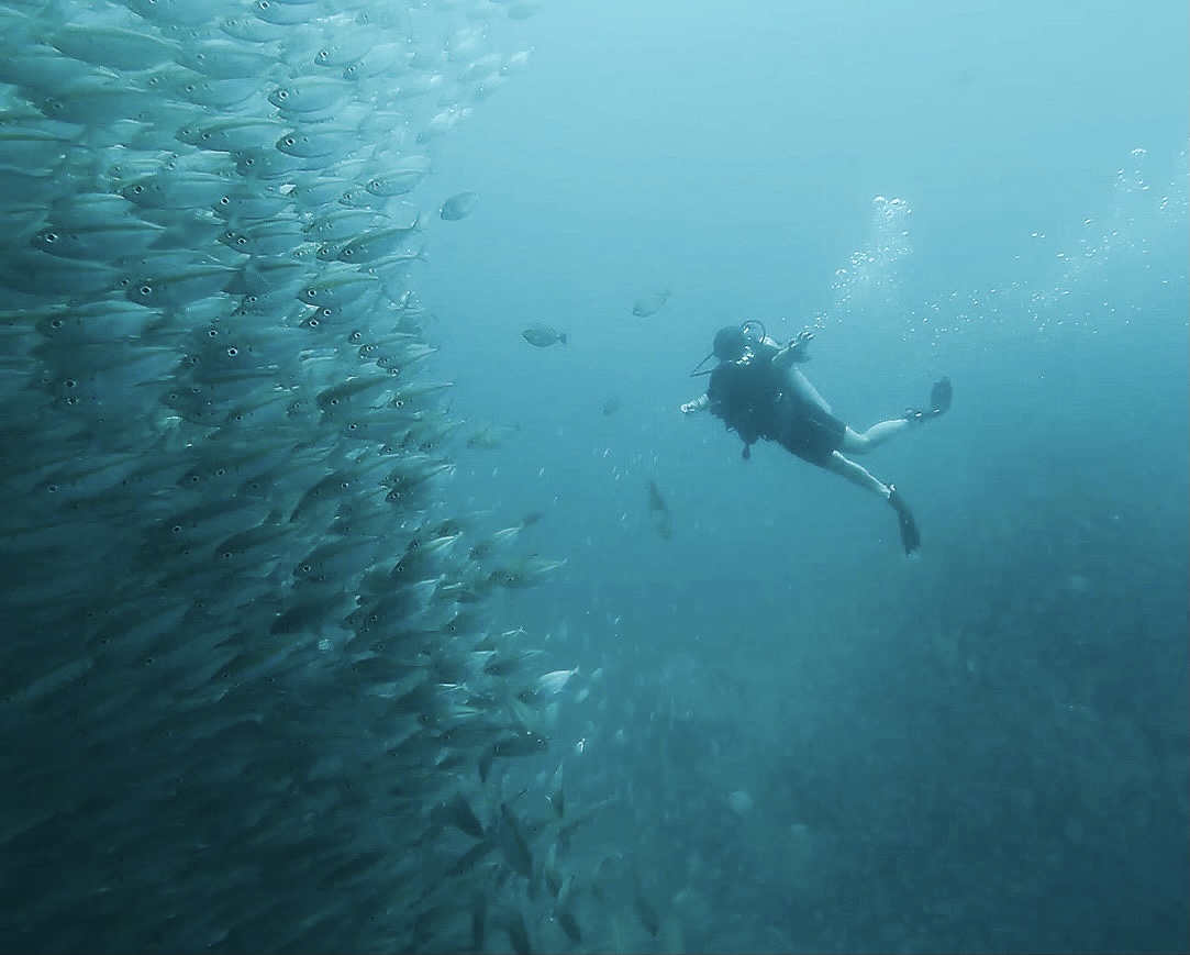 Advisor swimming near a school of fish in the ocean.