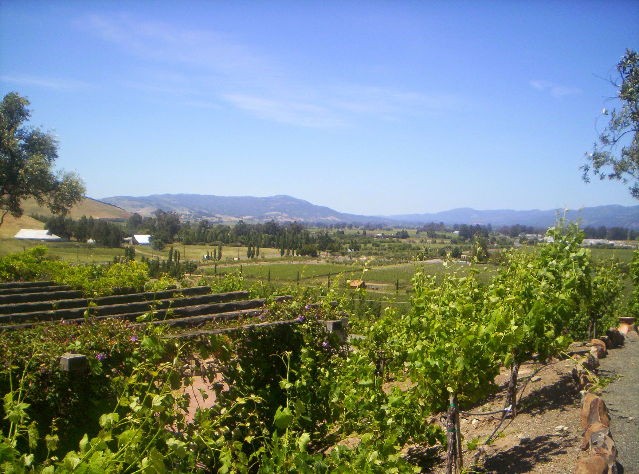 View of a beautiful green vineyard and distant mountains on a sunny day