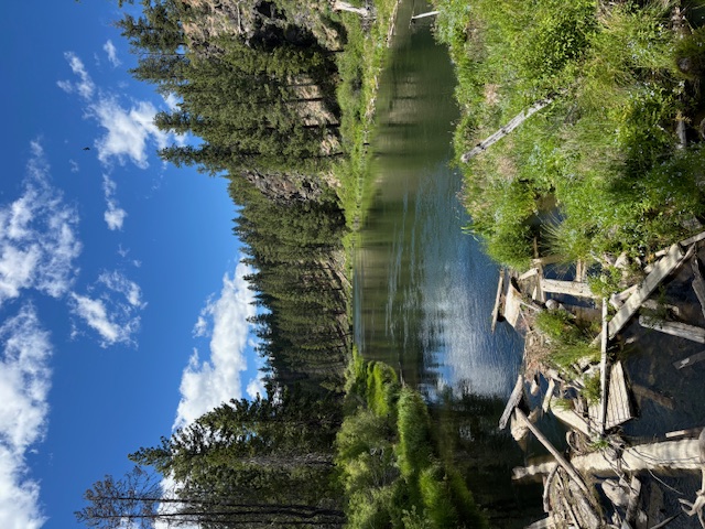 Beautiful view of a river surrounded by lush plants and pine trees on a sunny day