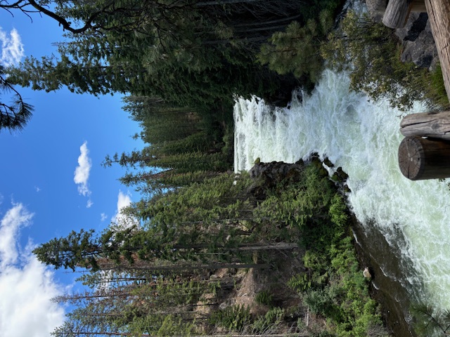 View of a small rushing river through a forest of pine trees on a sunny day