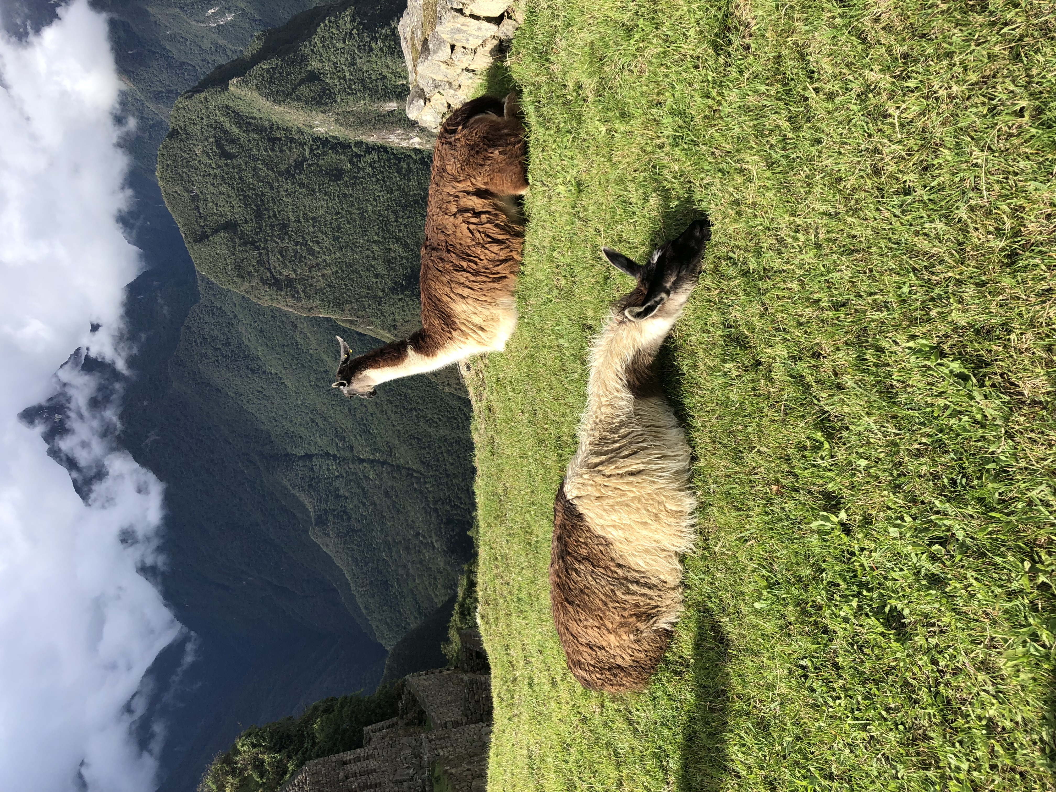 View of two alpacas sitting on the grass in a mountainous environment