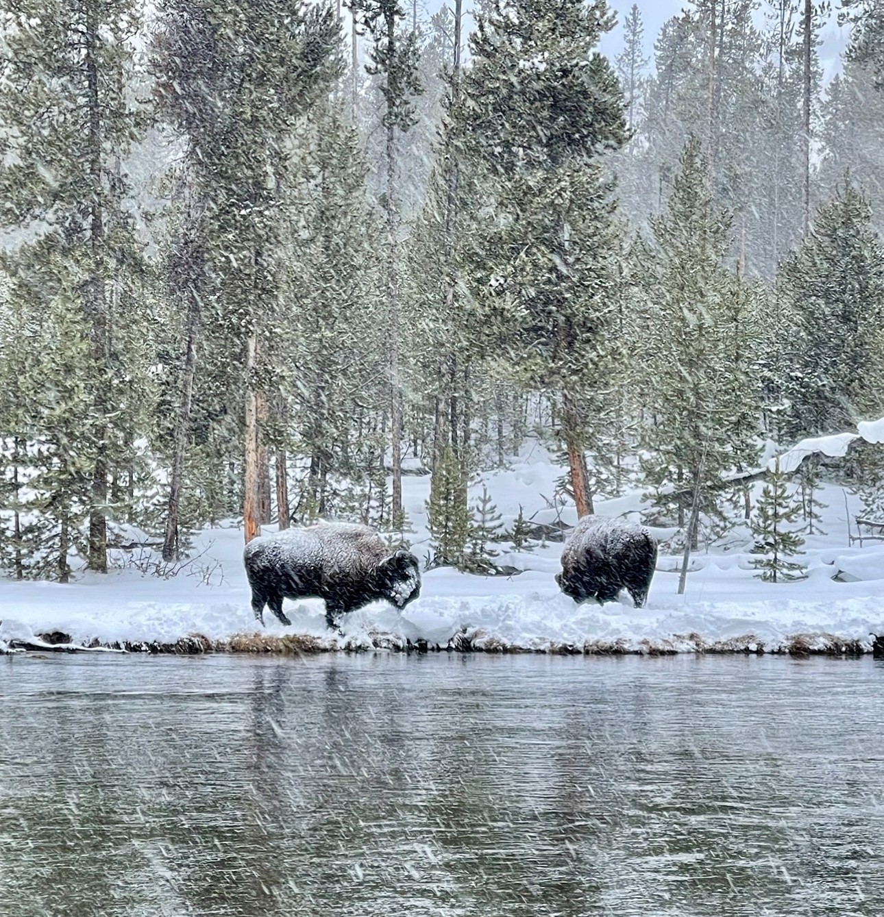View of two bison in the woods seen covered in snow from across a frozen river