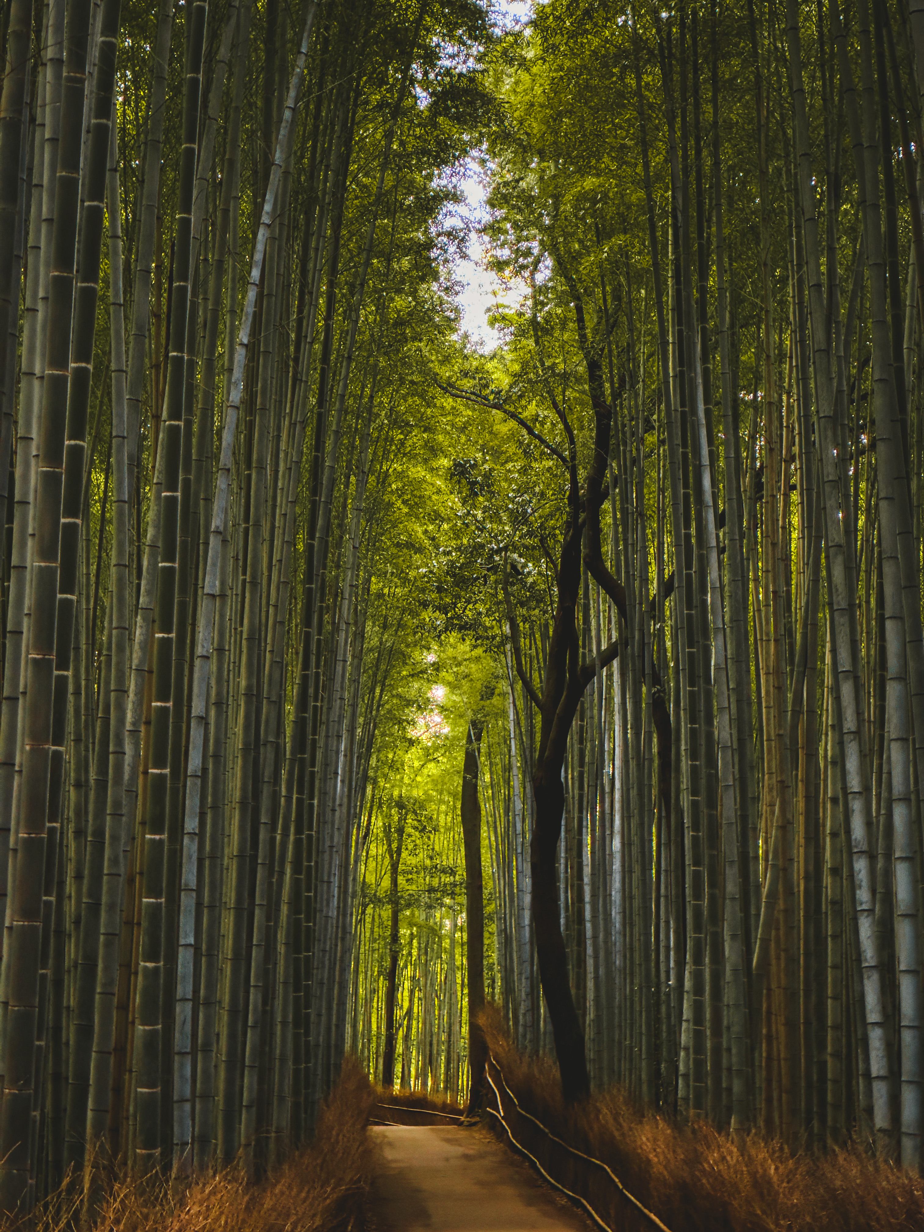 Bamboo forest.