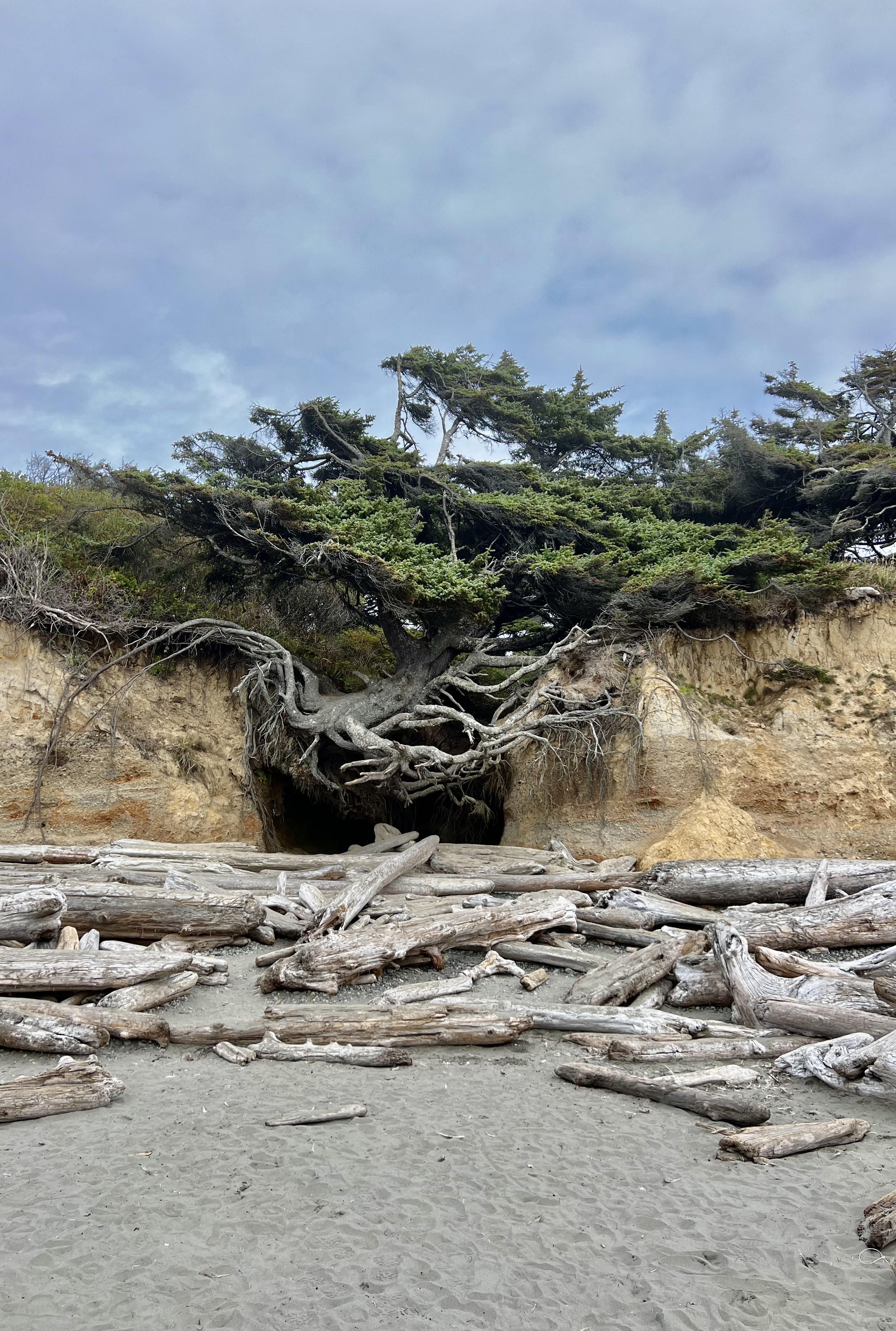 Beach with trees.