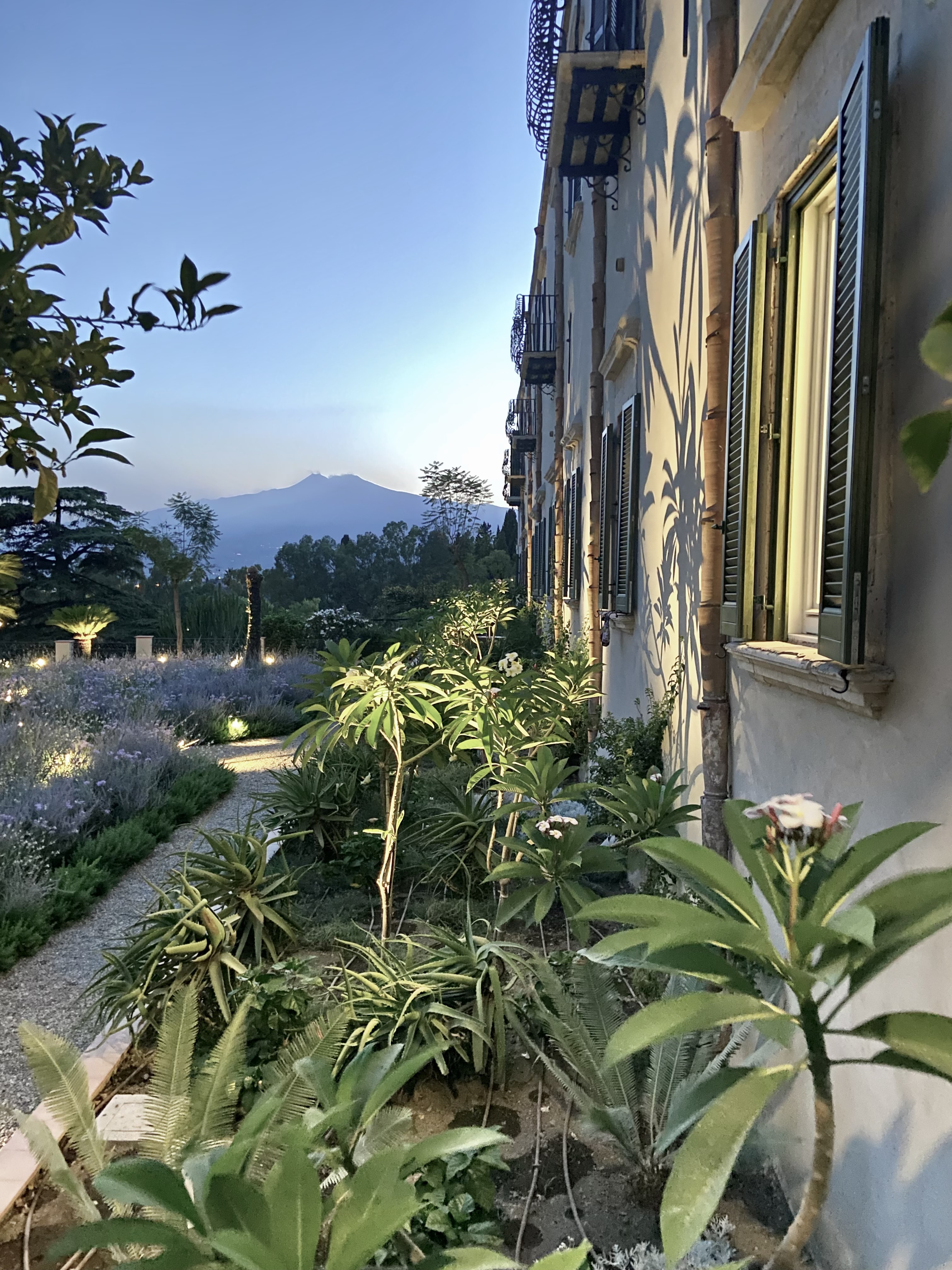 View of some plants outside of a building during the night.