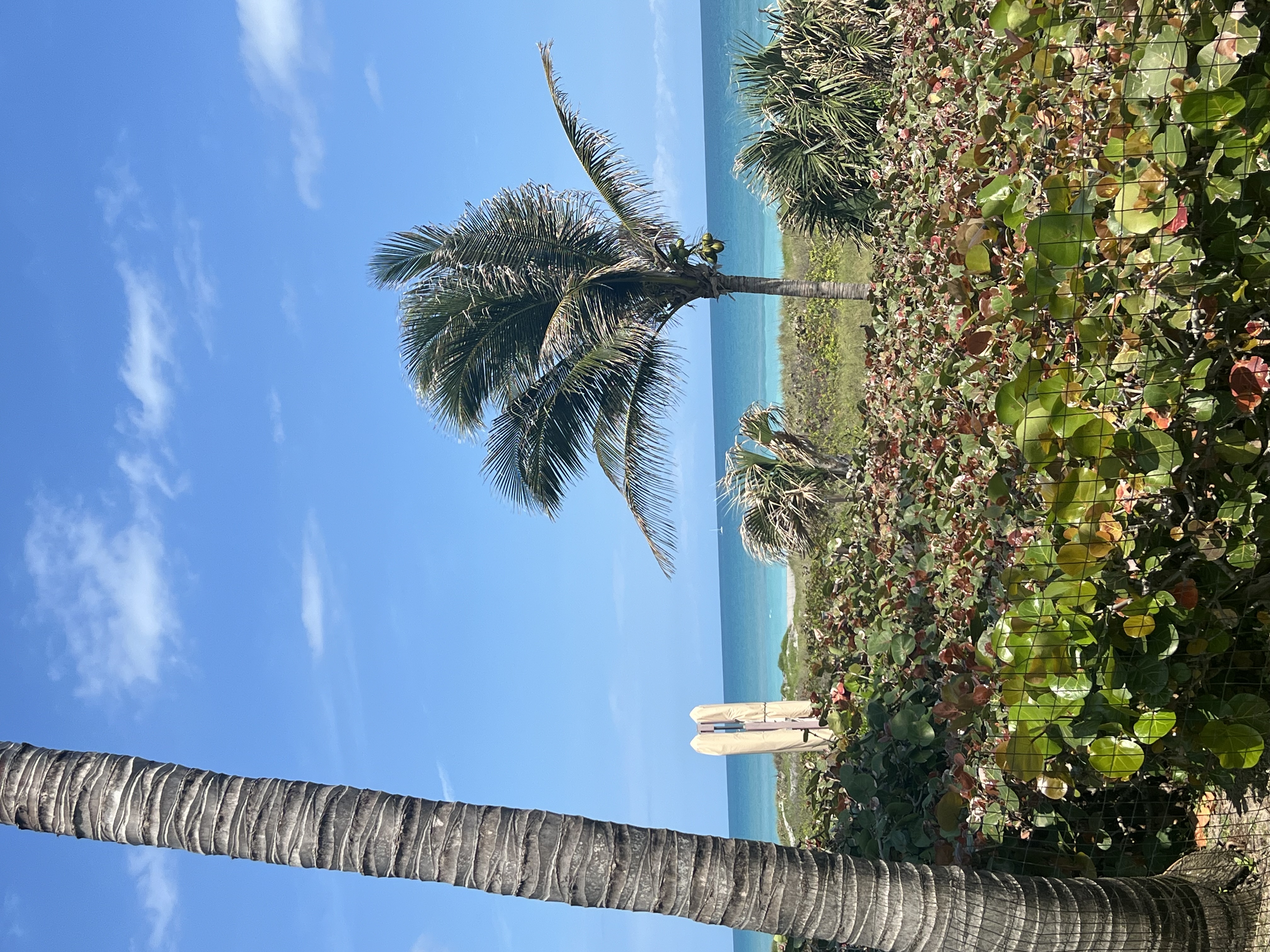 Palm trees on the beach during the daytime.