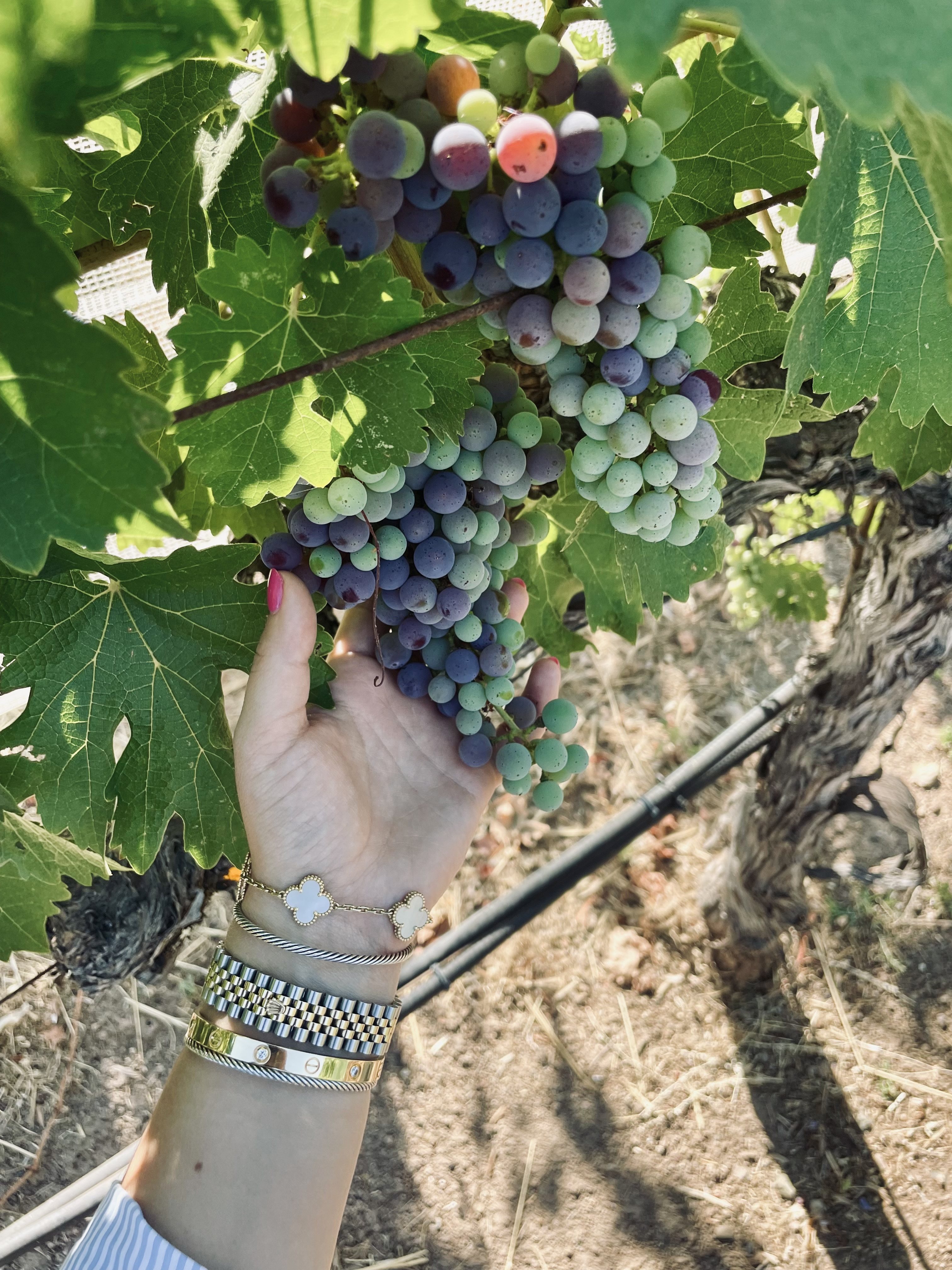 Advisor in a vineyard with grapes during the day.