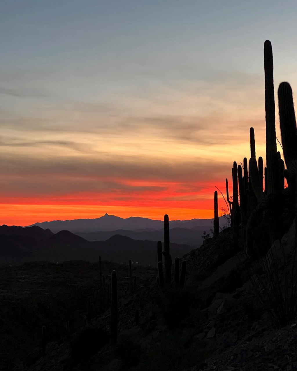 Silhouette of cacti with the sunset in the background.