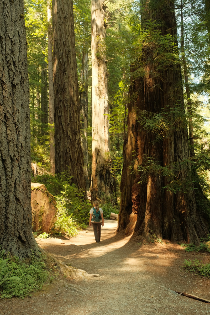 View of advisor walking a path through enormous trees