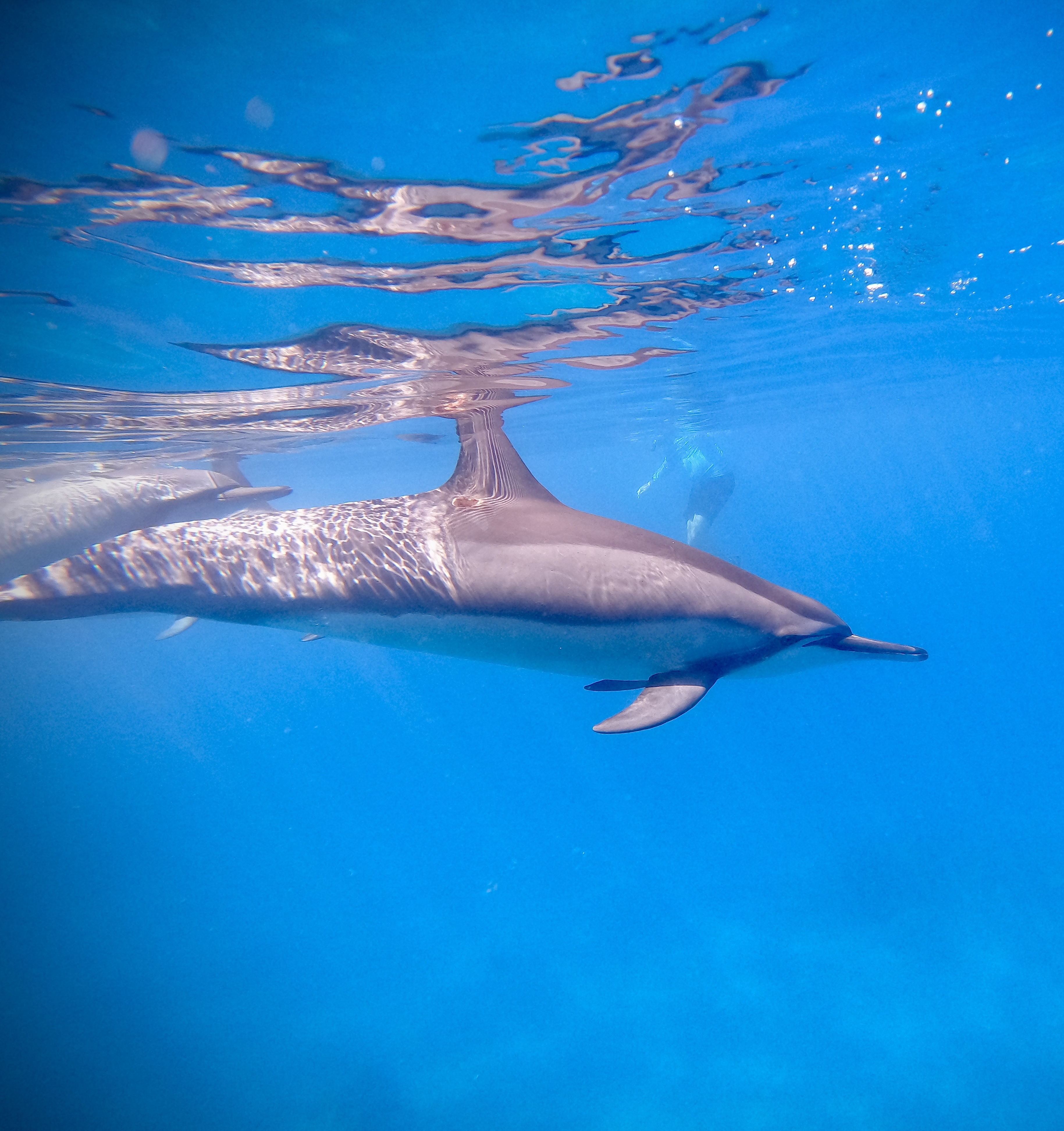 A dolphin in a clear blue ocean.